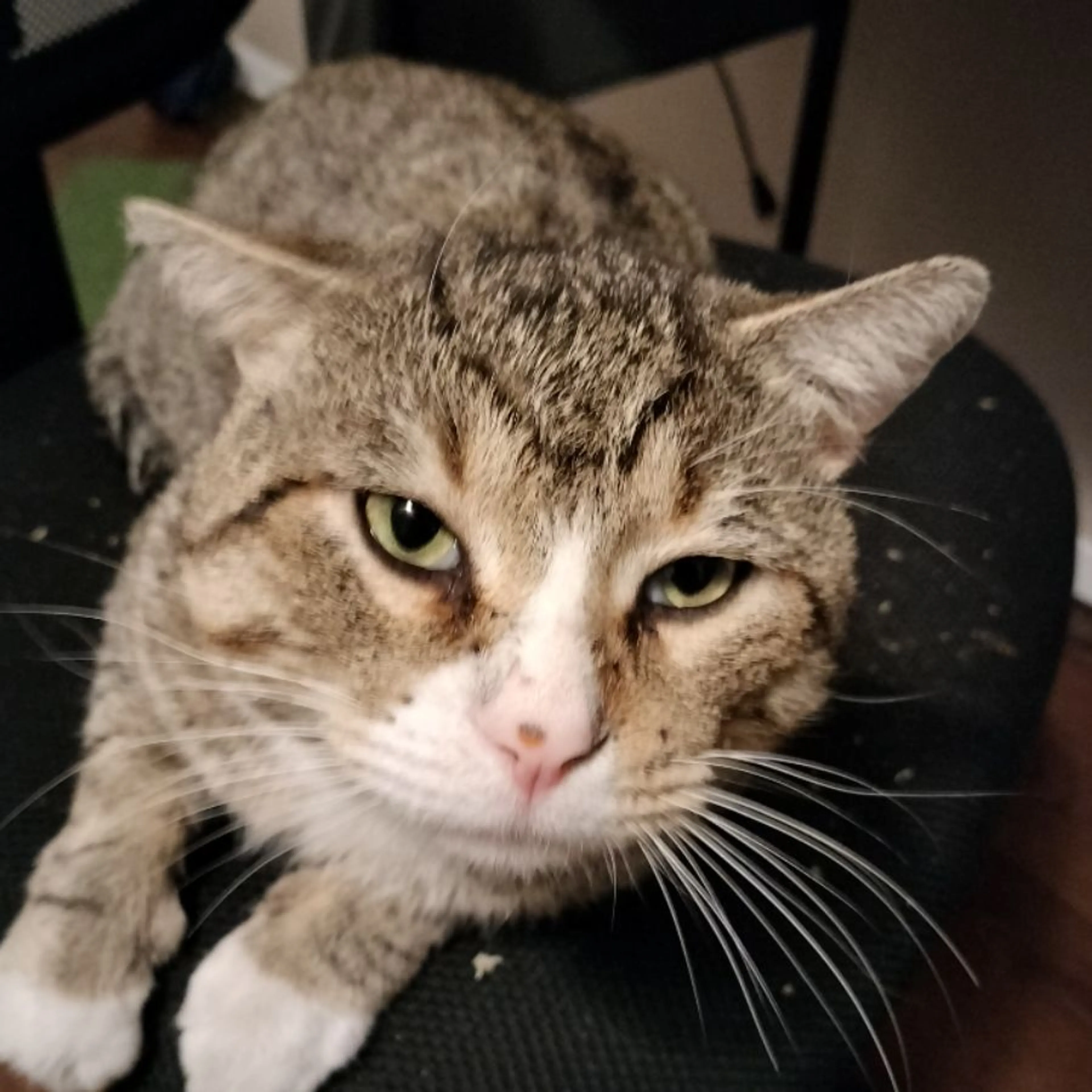 Lost pet-0