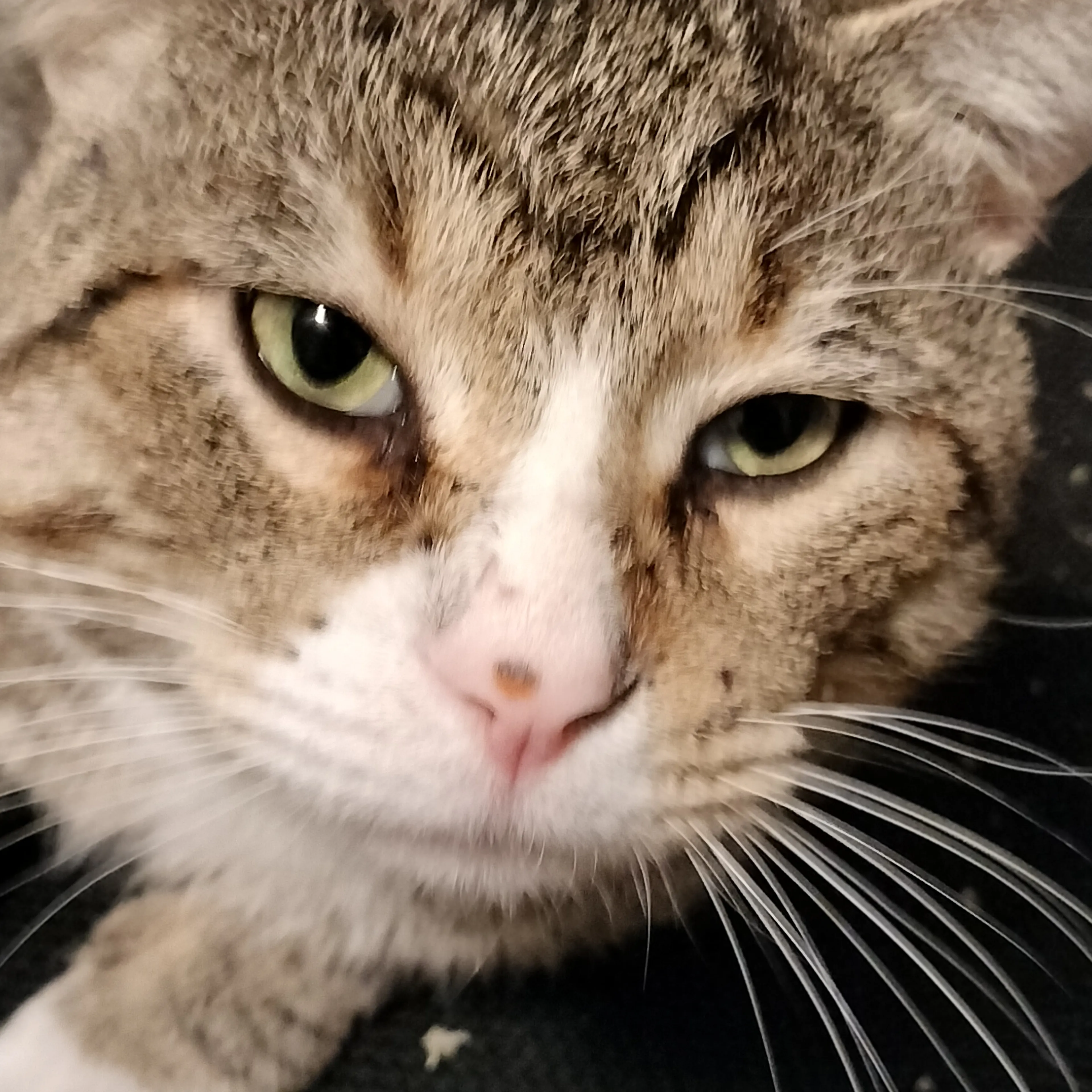 Lost pet-2