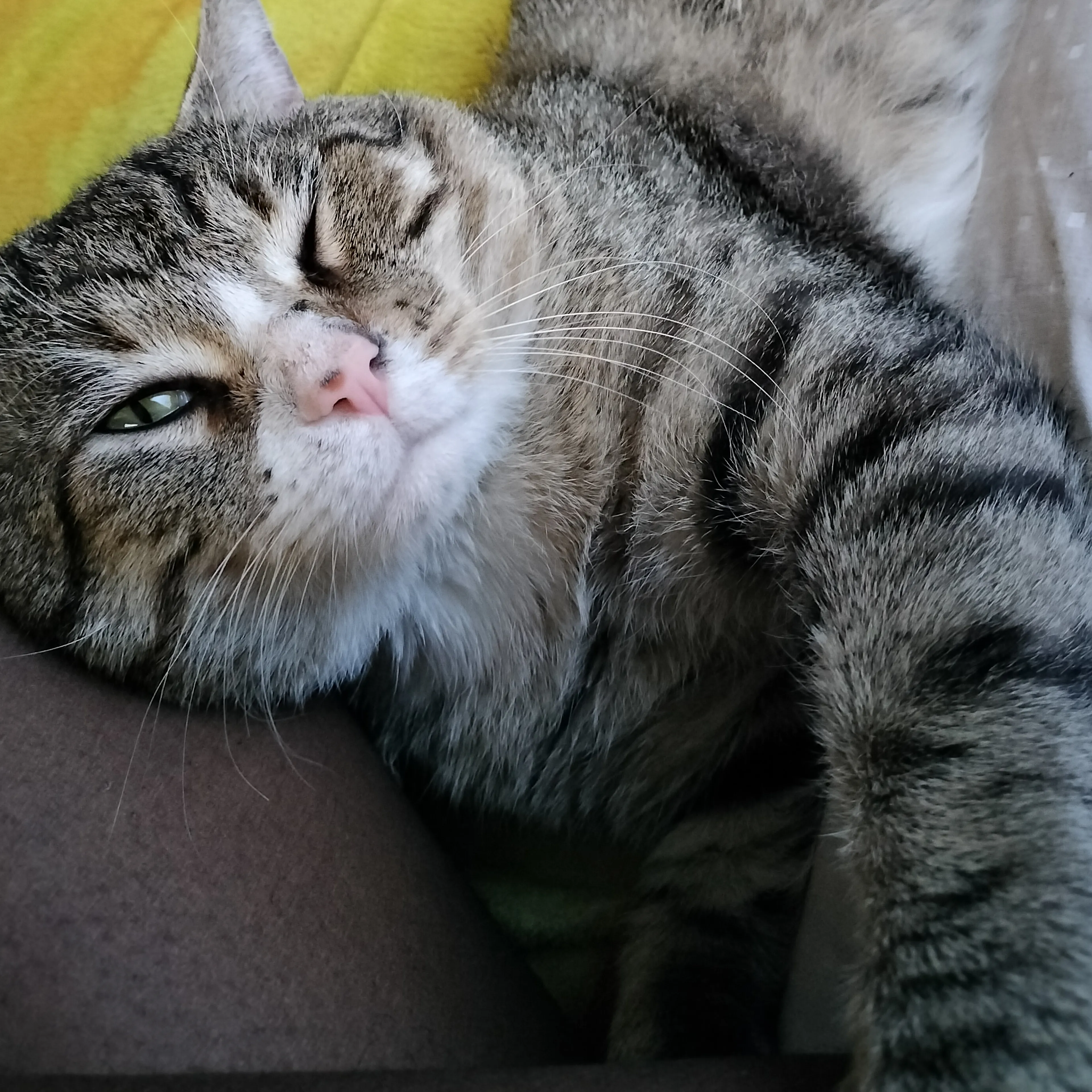 Lost pet-3