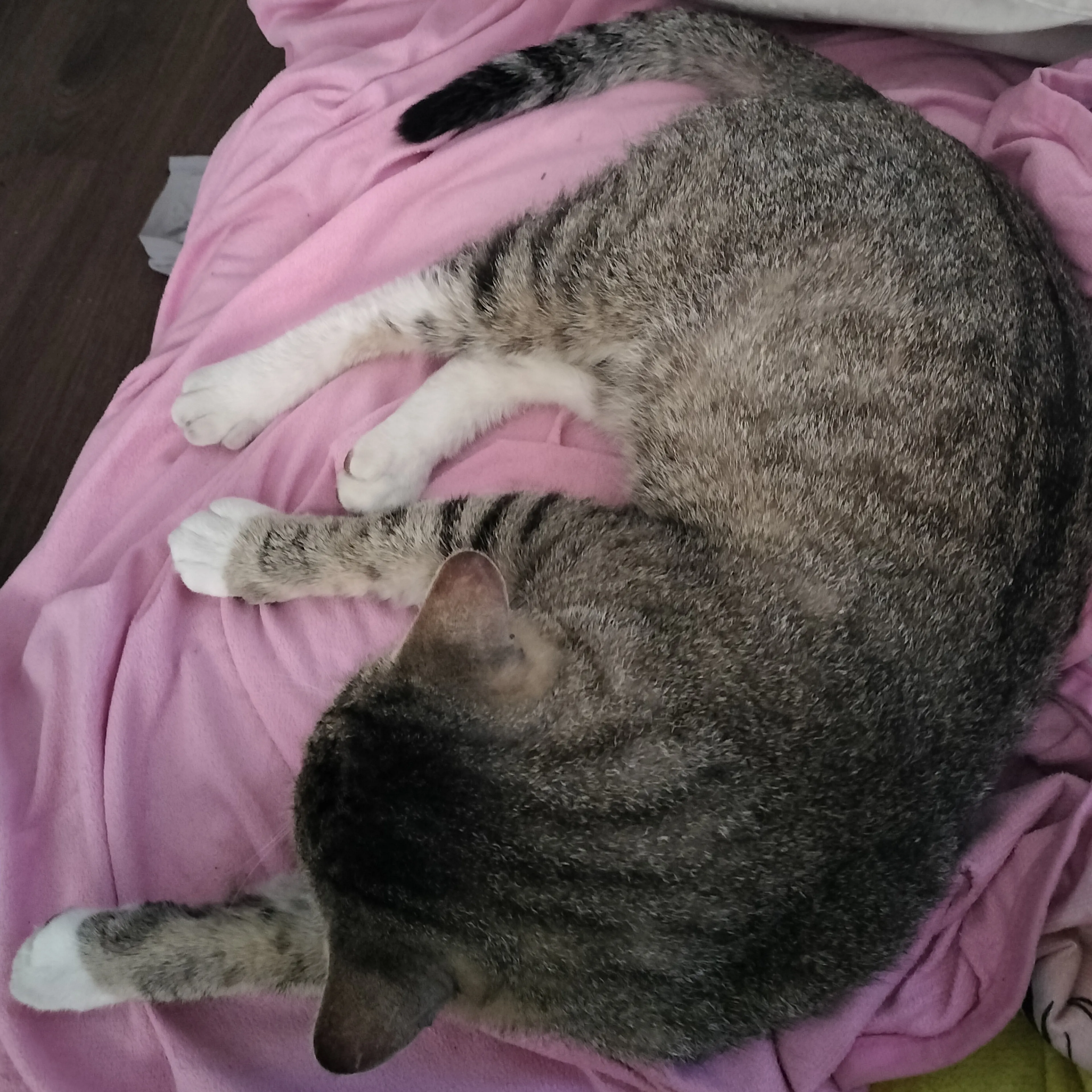Lost pet-1