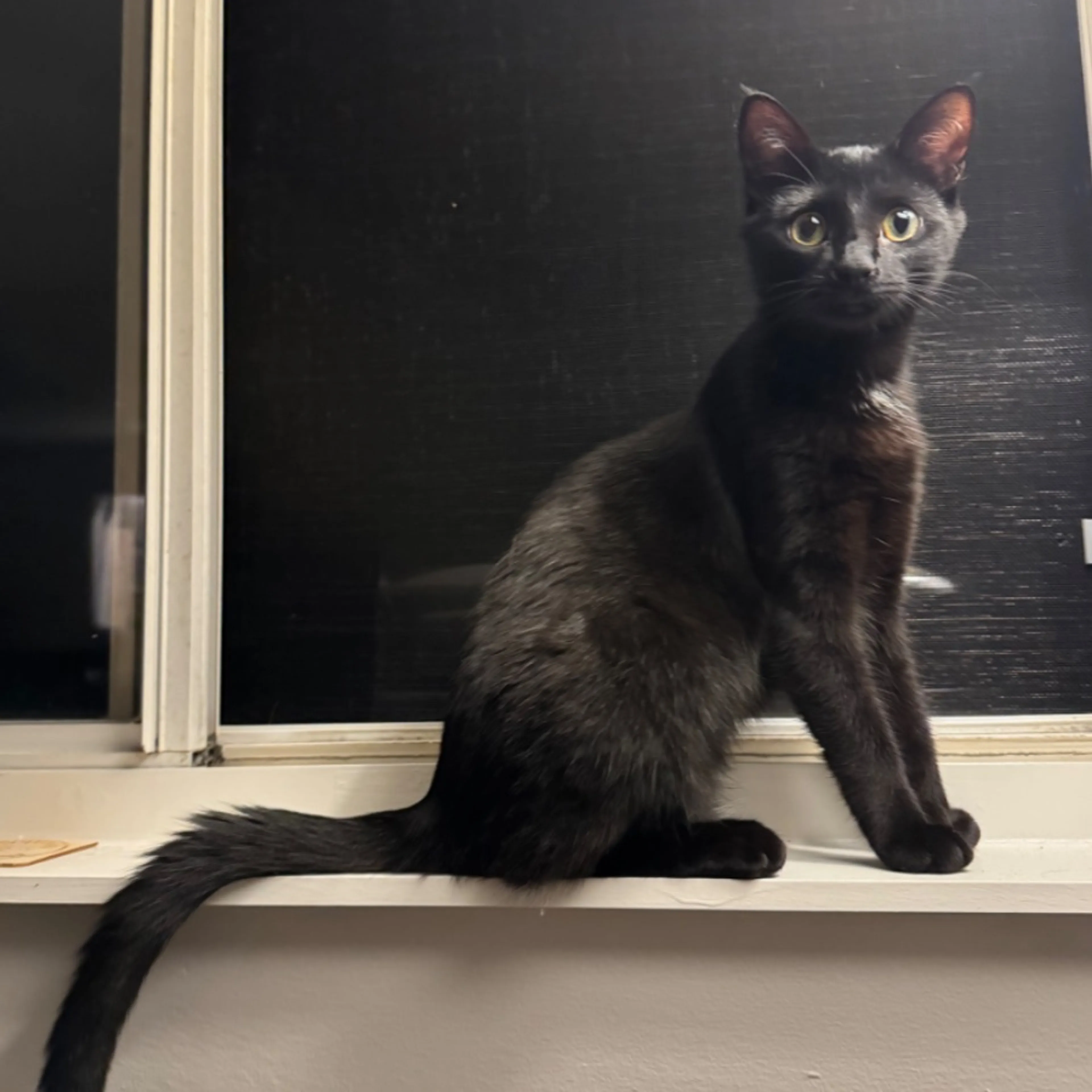 Lost pet