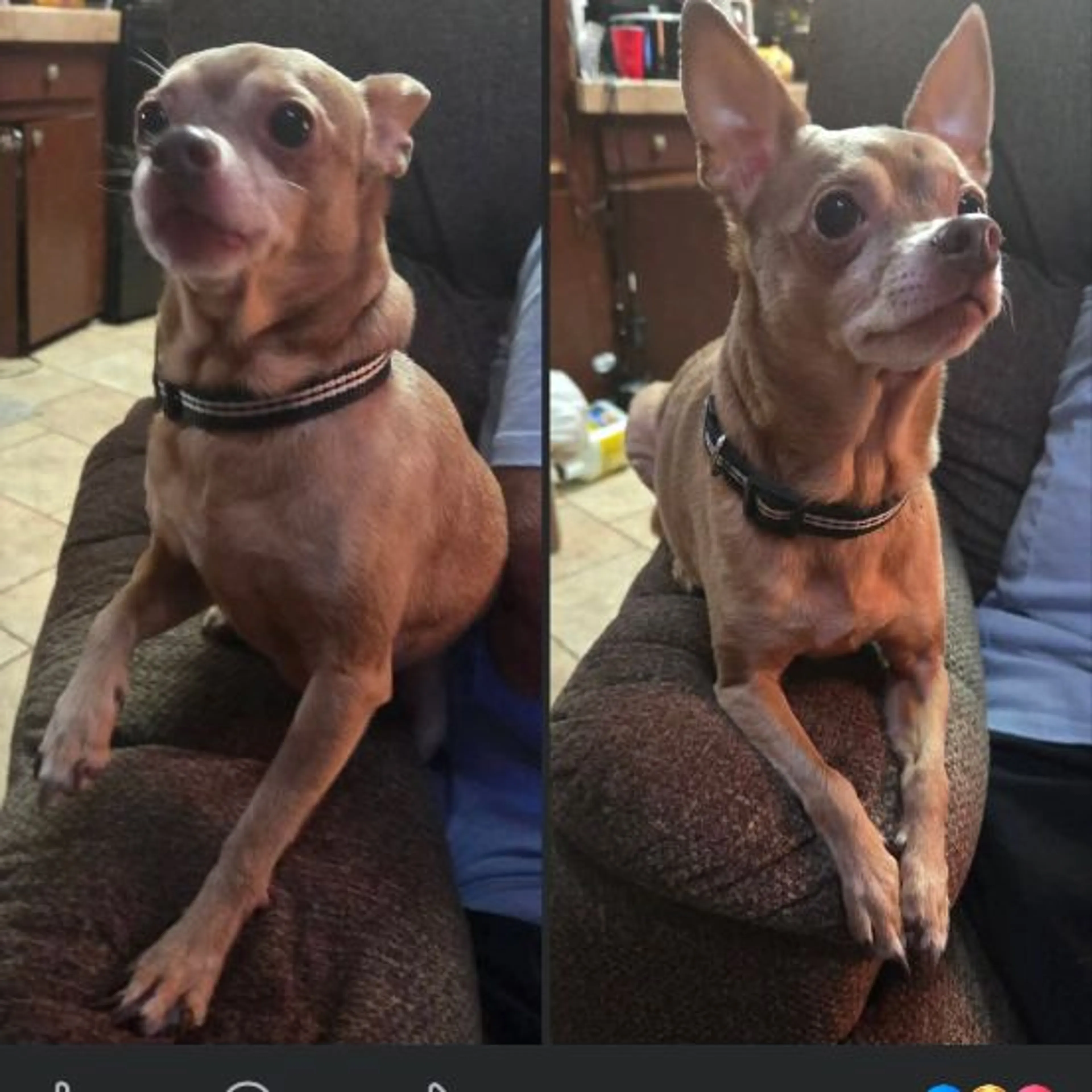 Lost pet