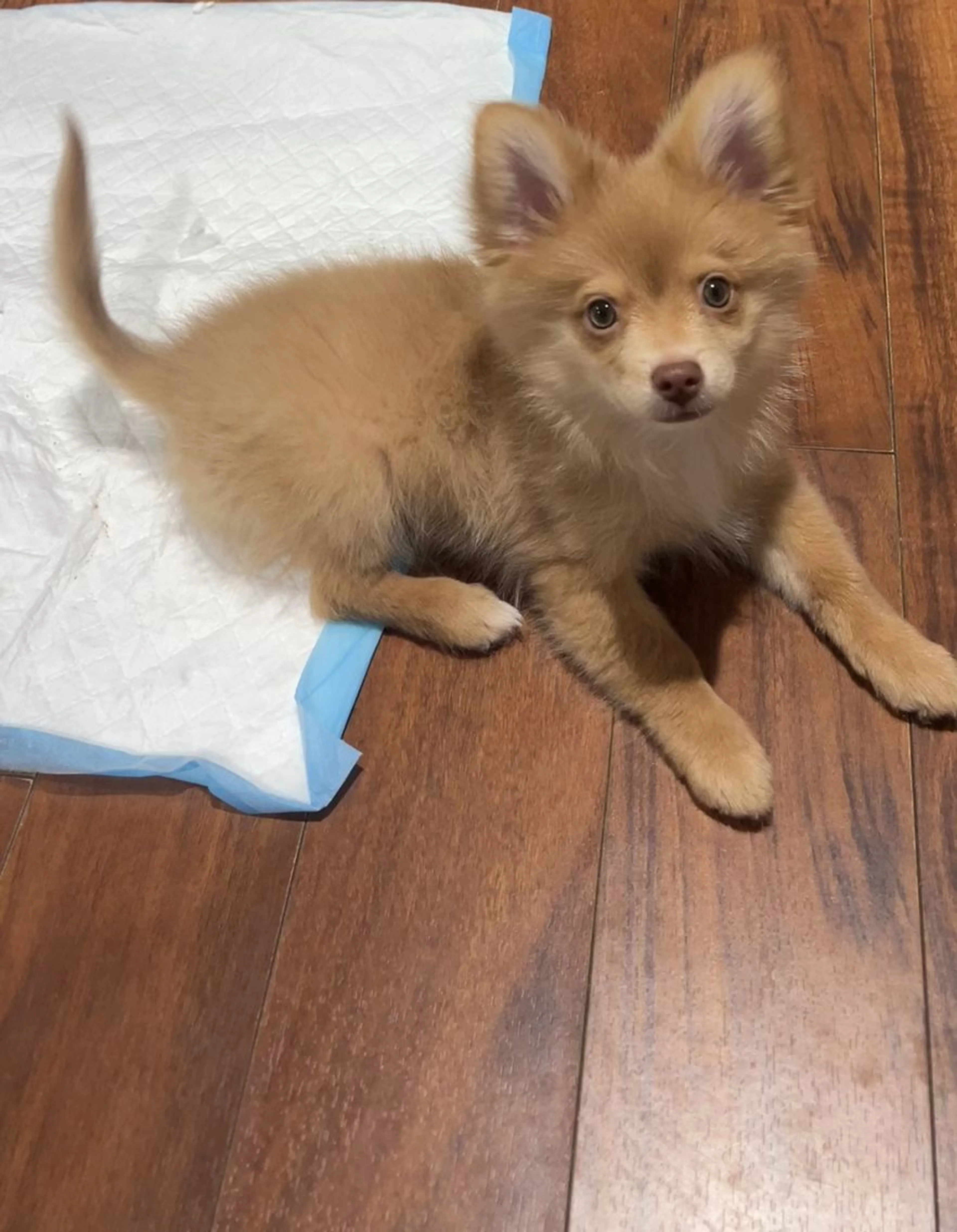 Lost pet