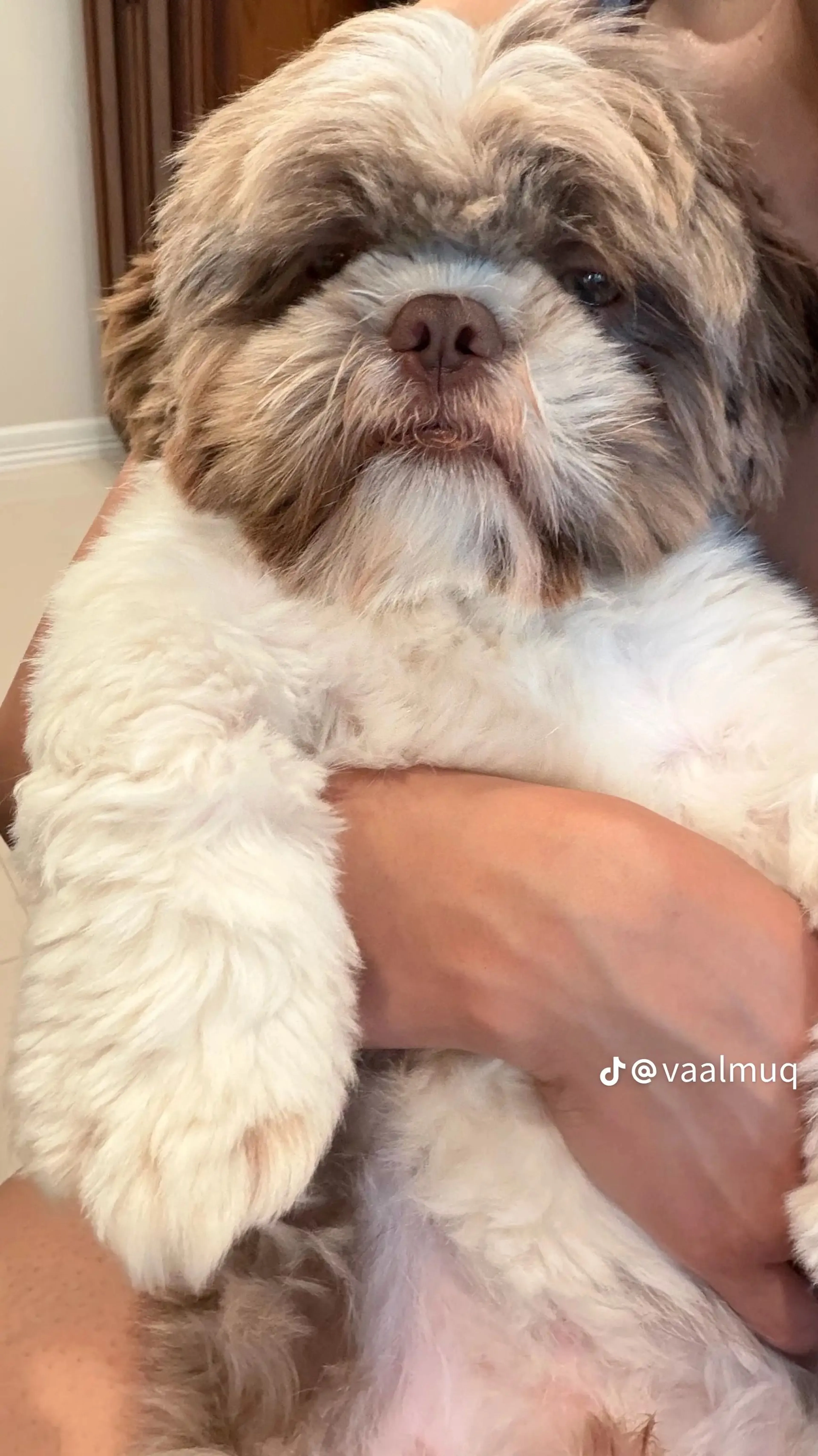 Lost pet-1