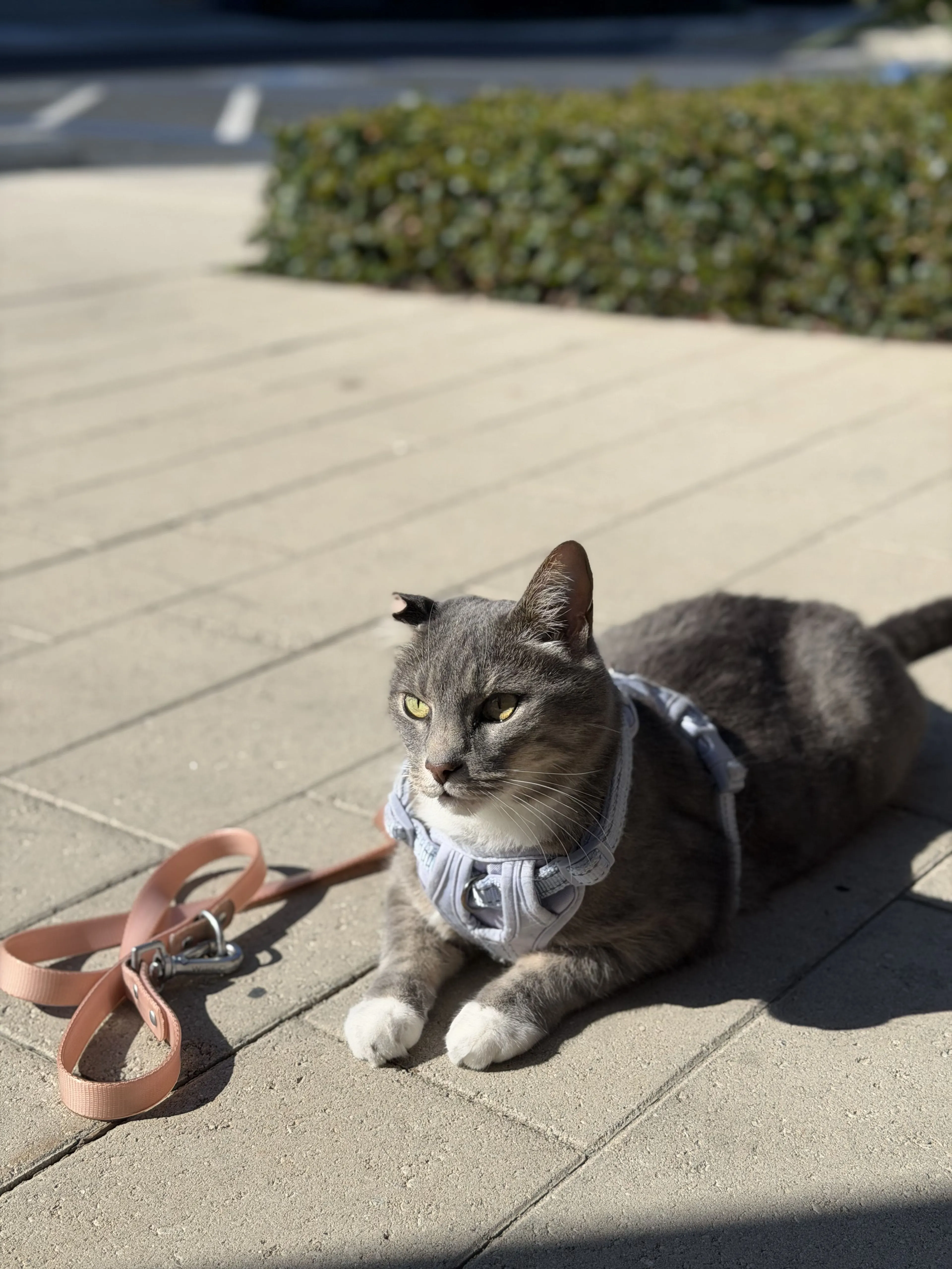 Lost pet