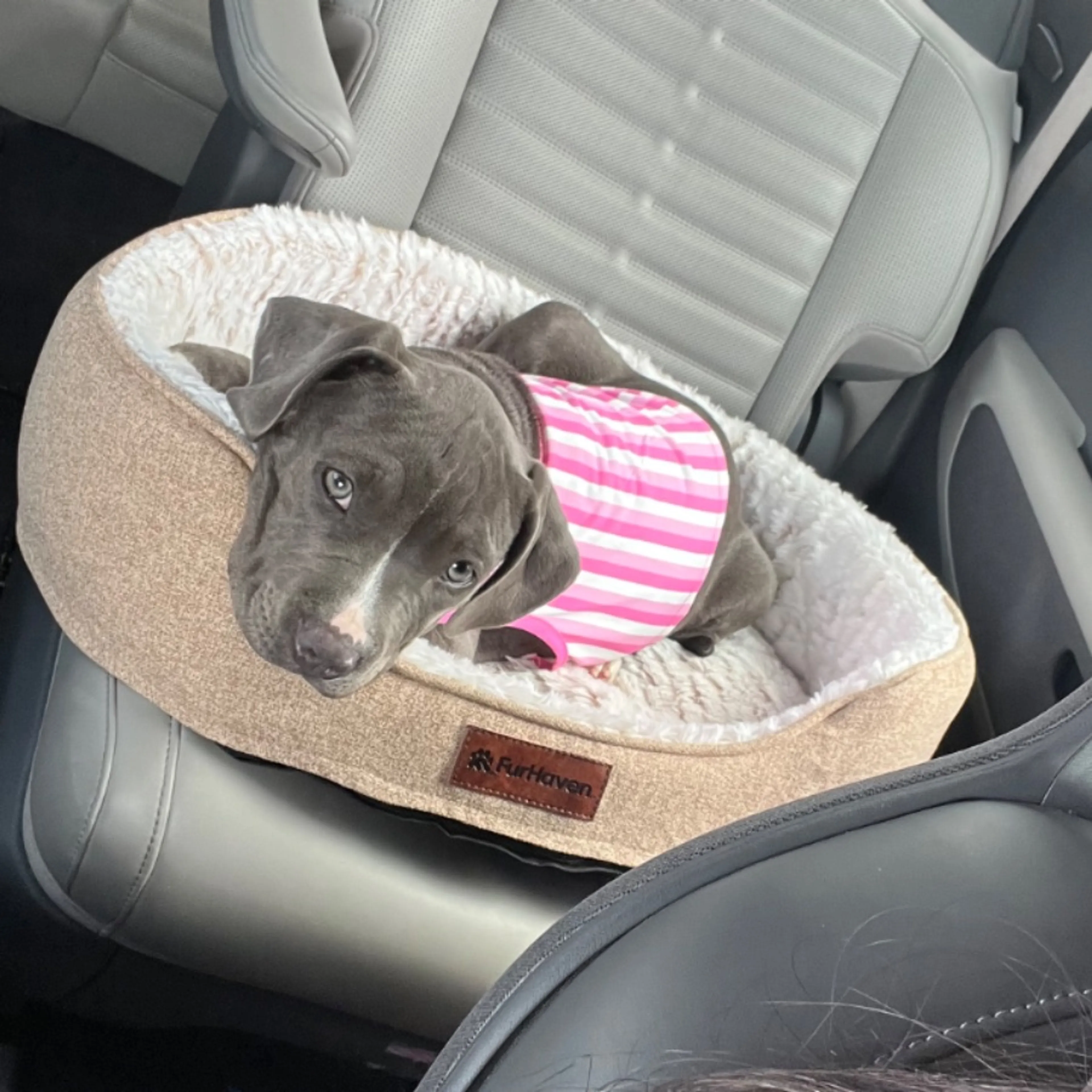 Lost pet