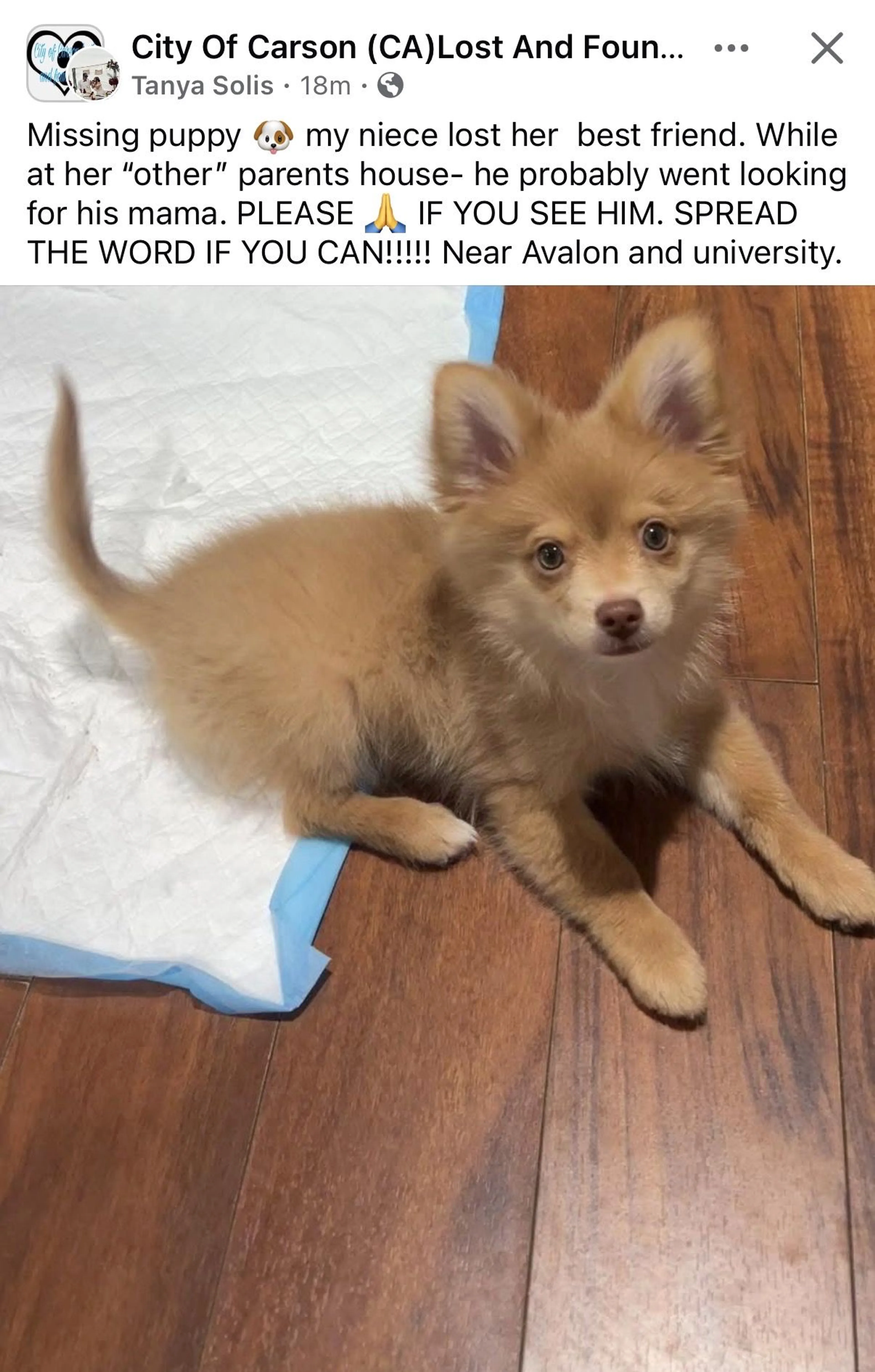 Lost pet