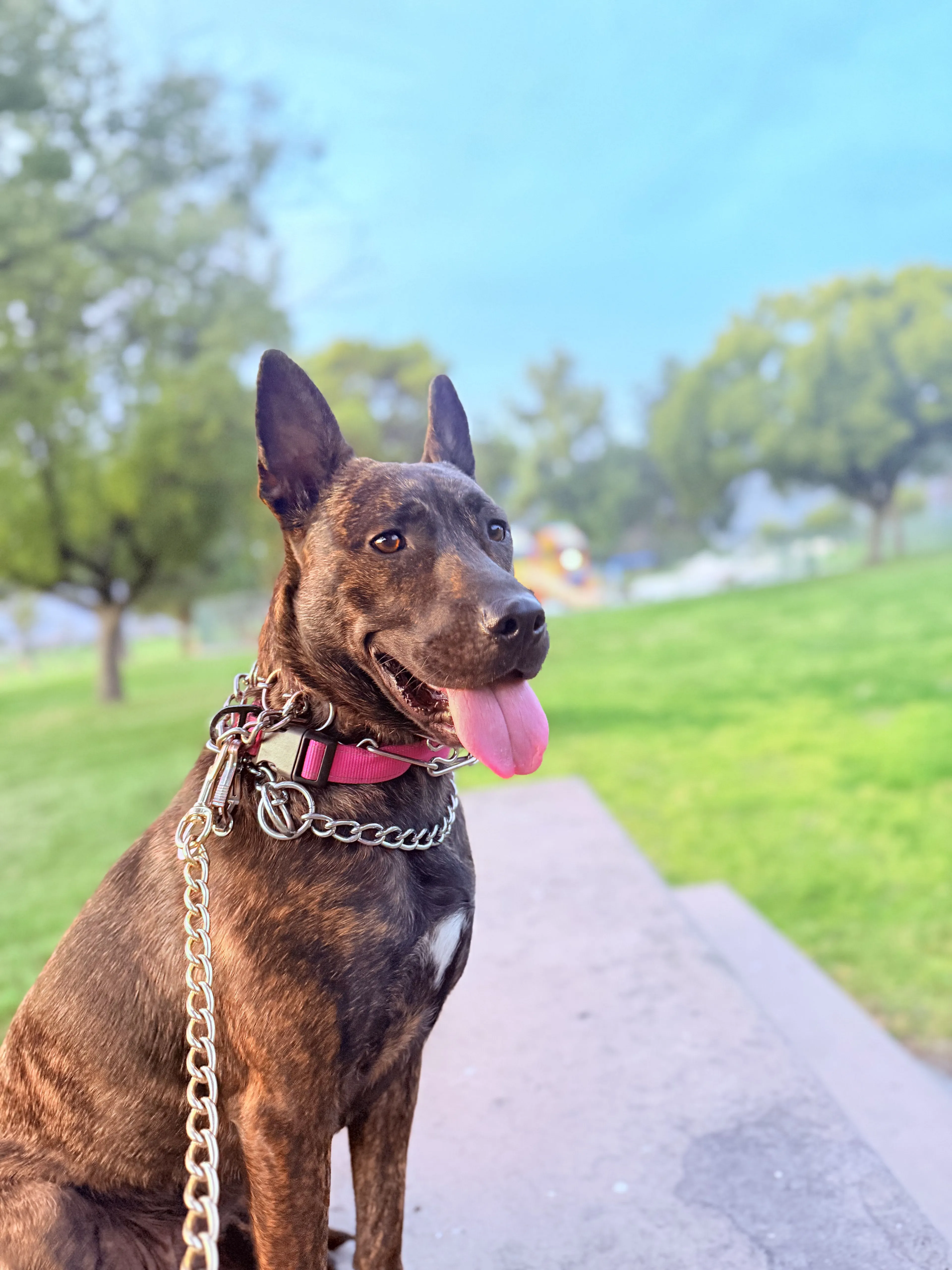 Lost pet-2