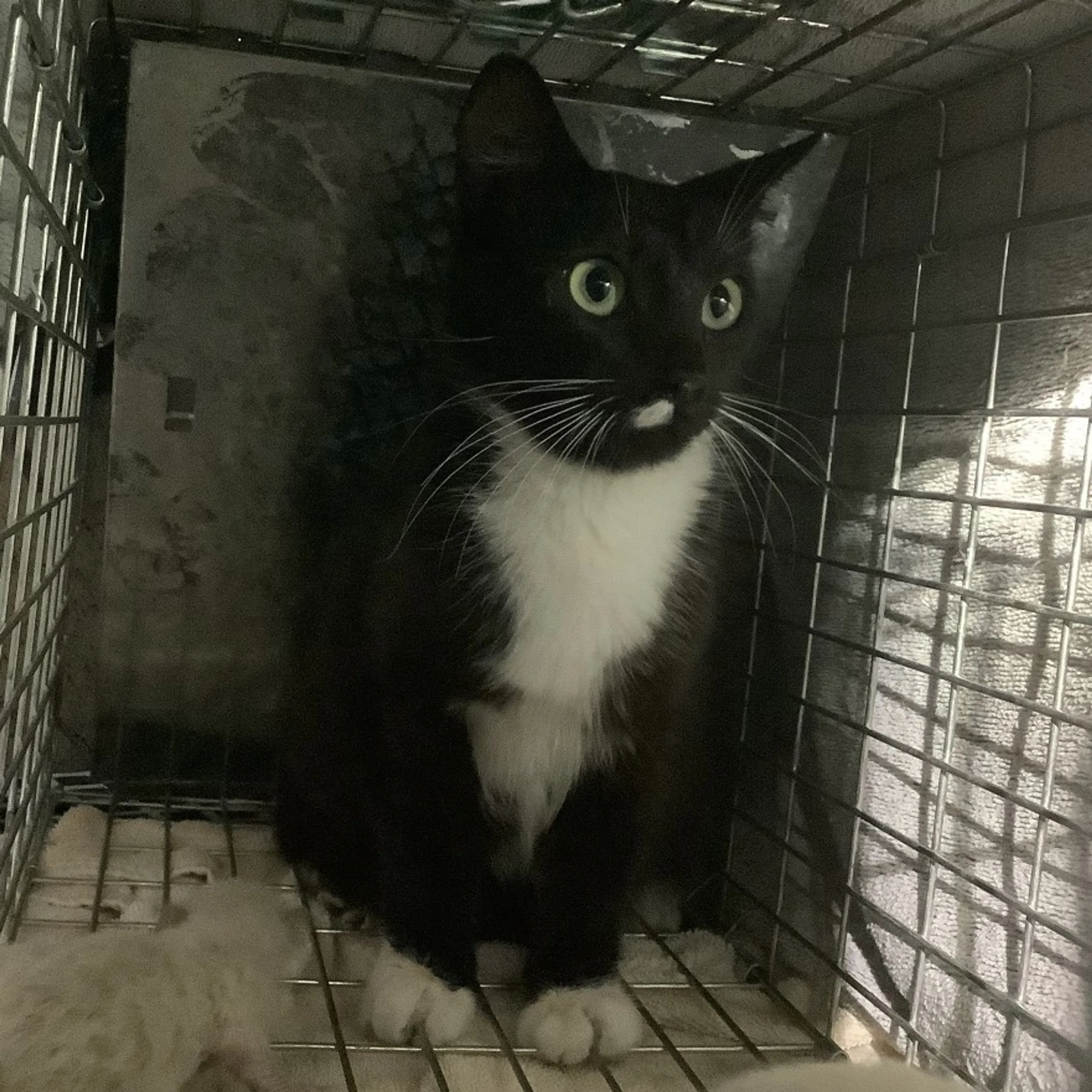 Found pet