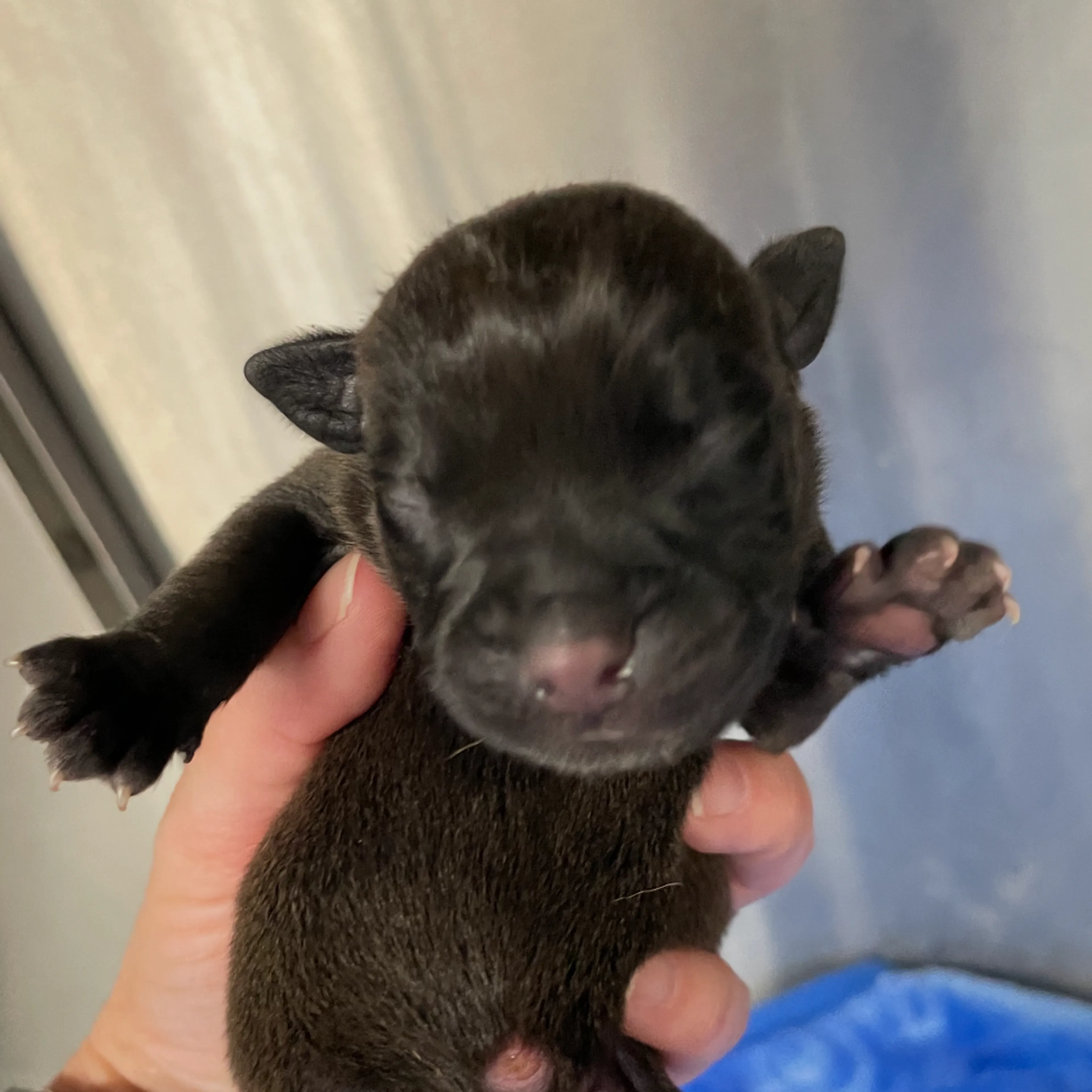 Found pet-1