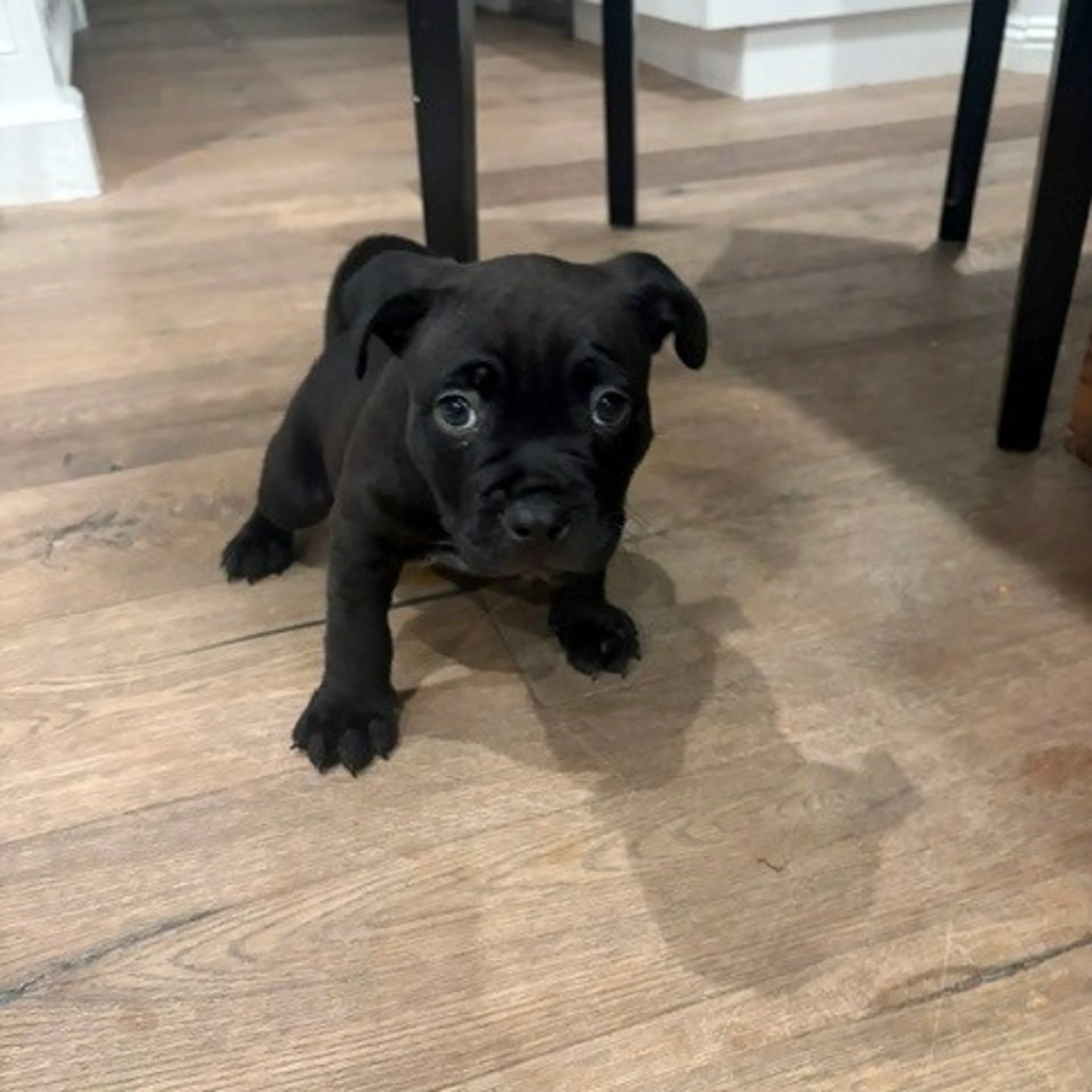 Found pet-0
