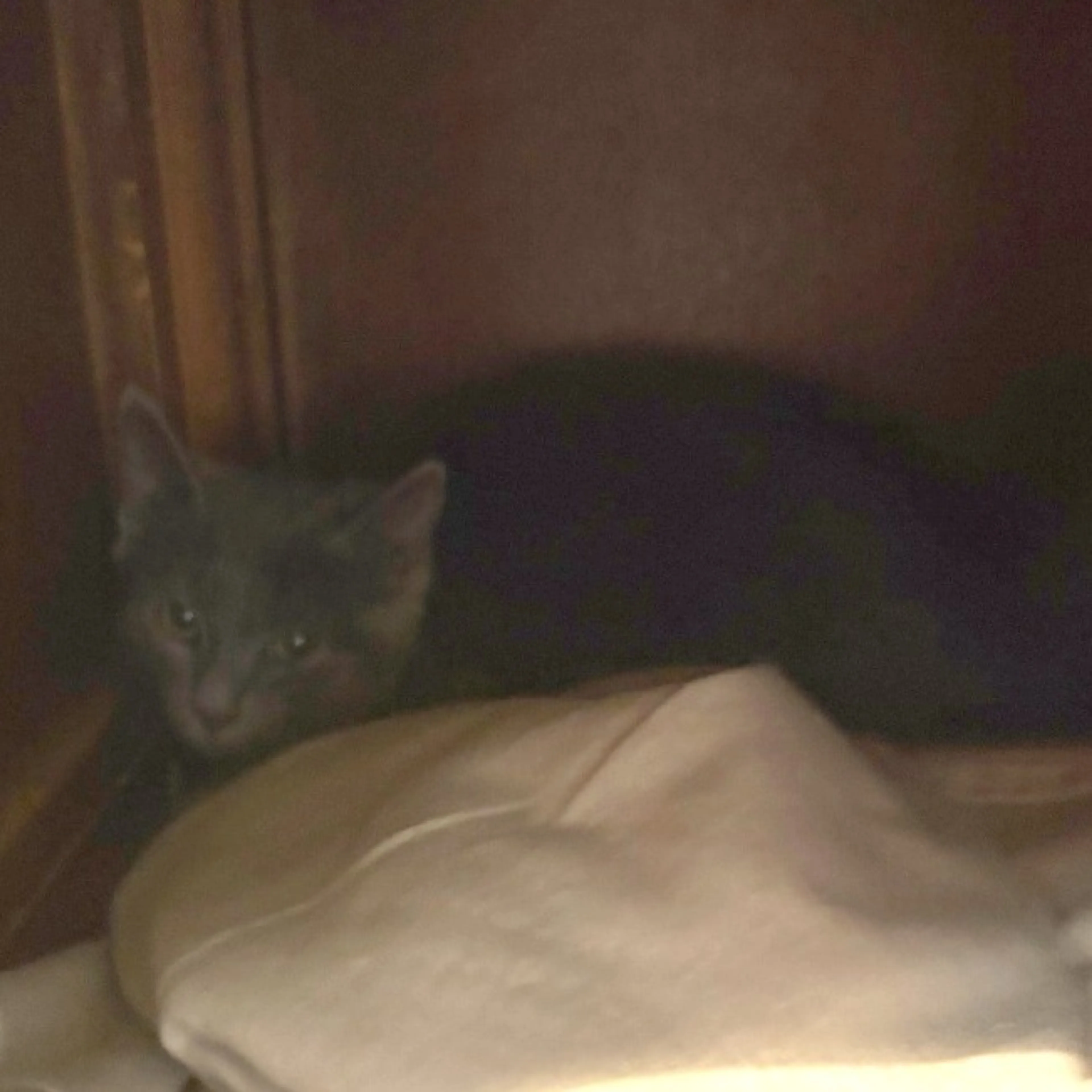 Found pet