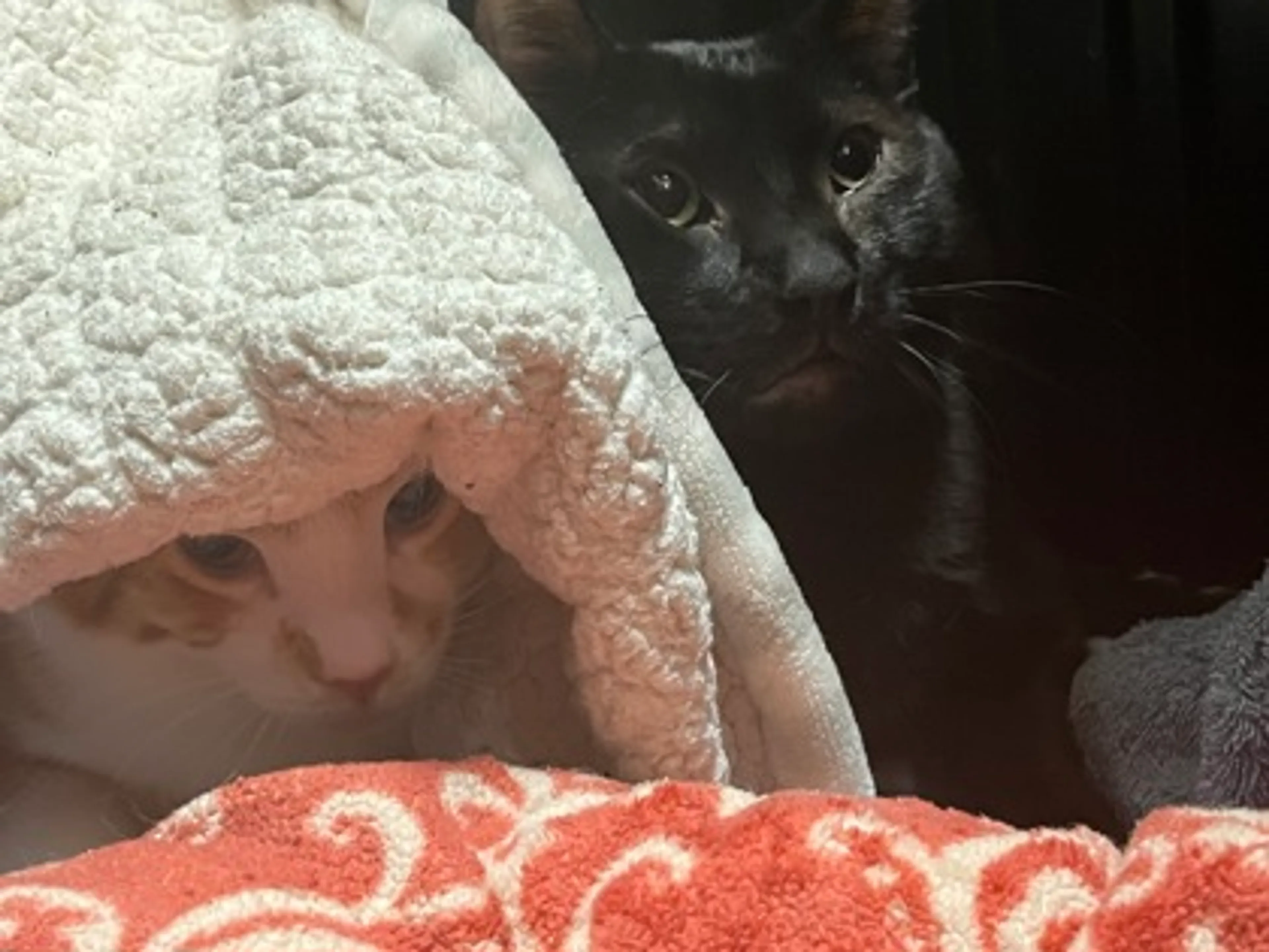Found pet-2
