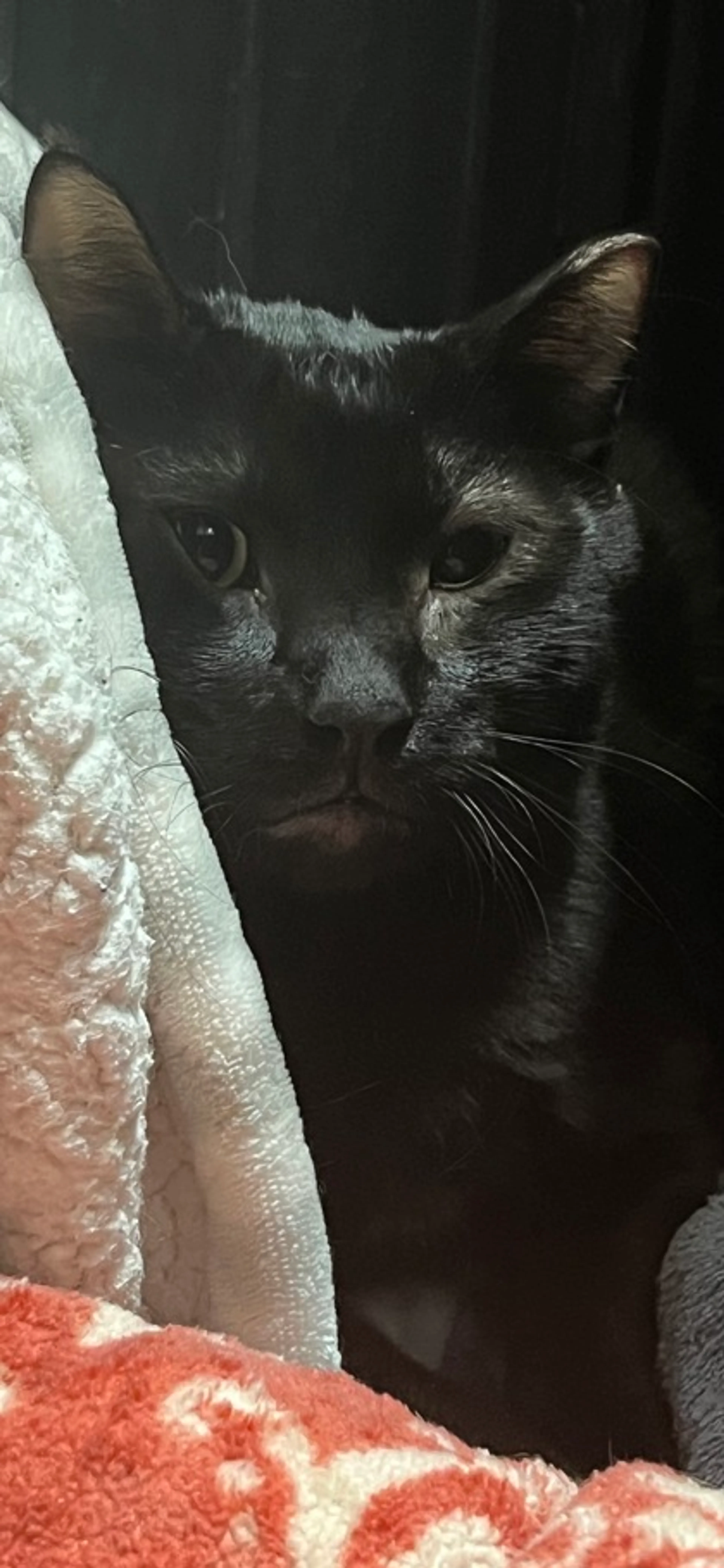 Found pet-1