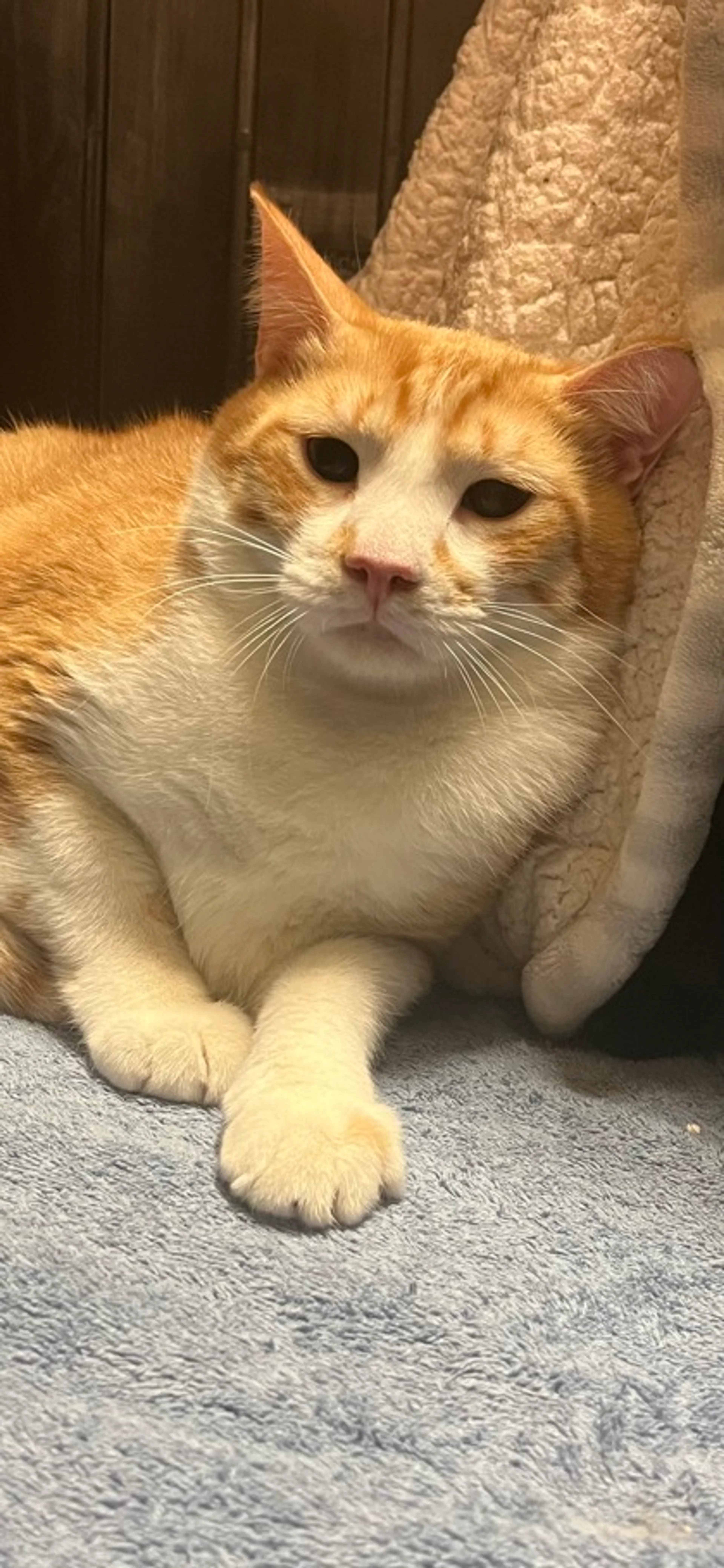 Found pet-2