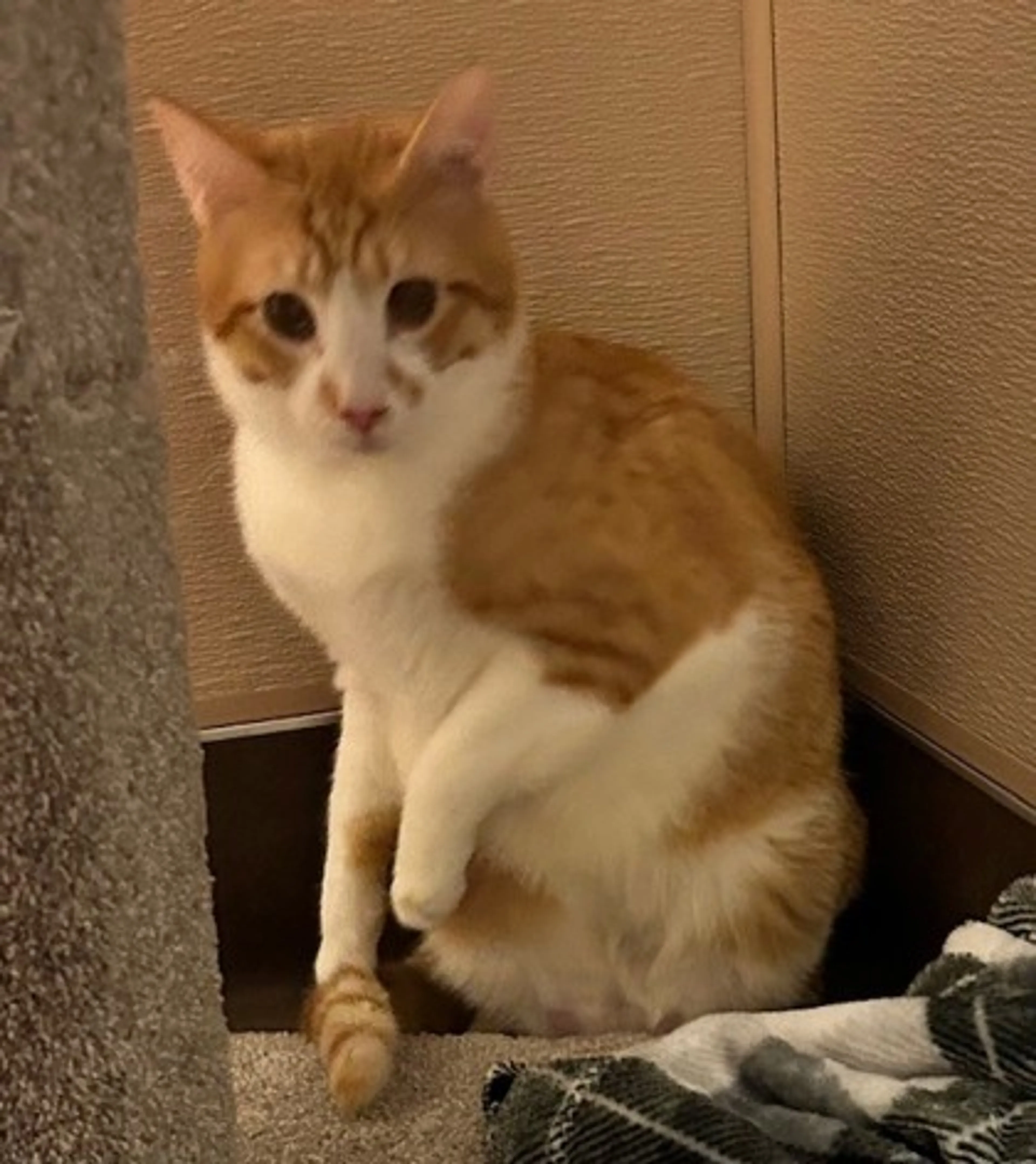 Found pet-0