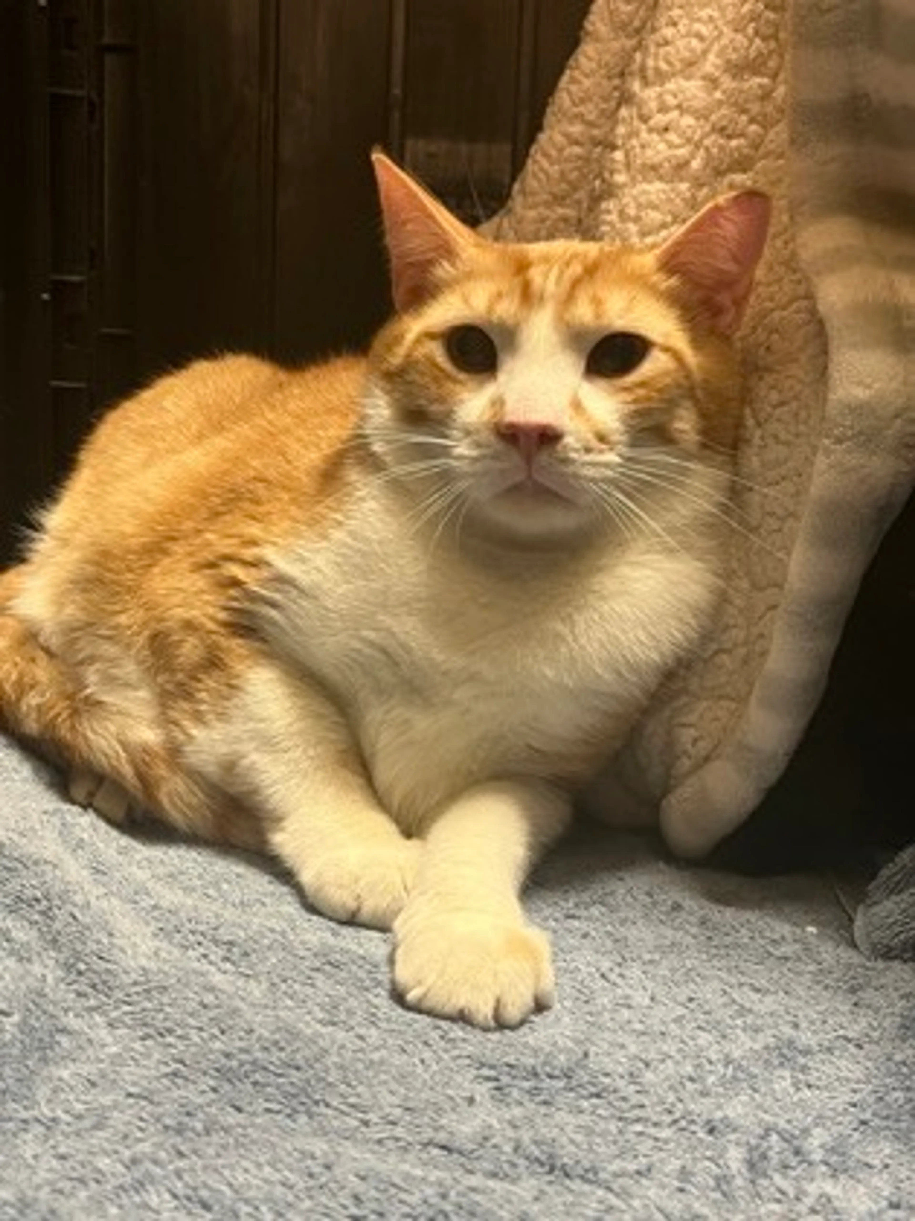 Found pet-1