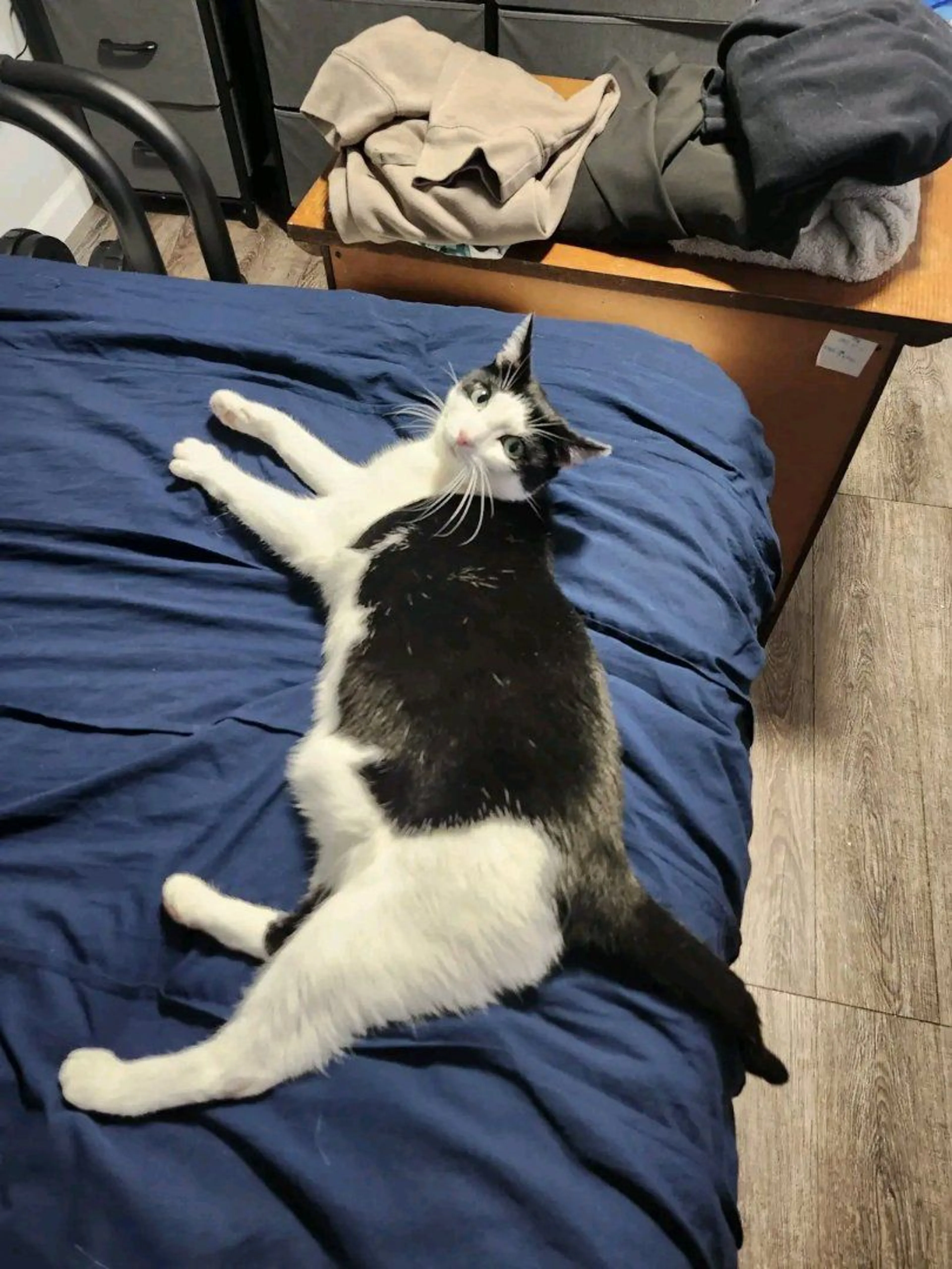 Lost pet-2