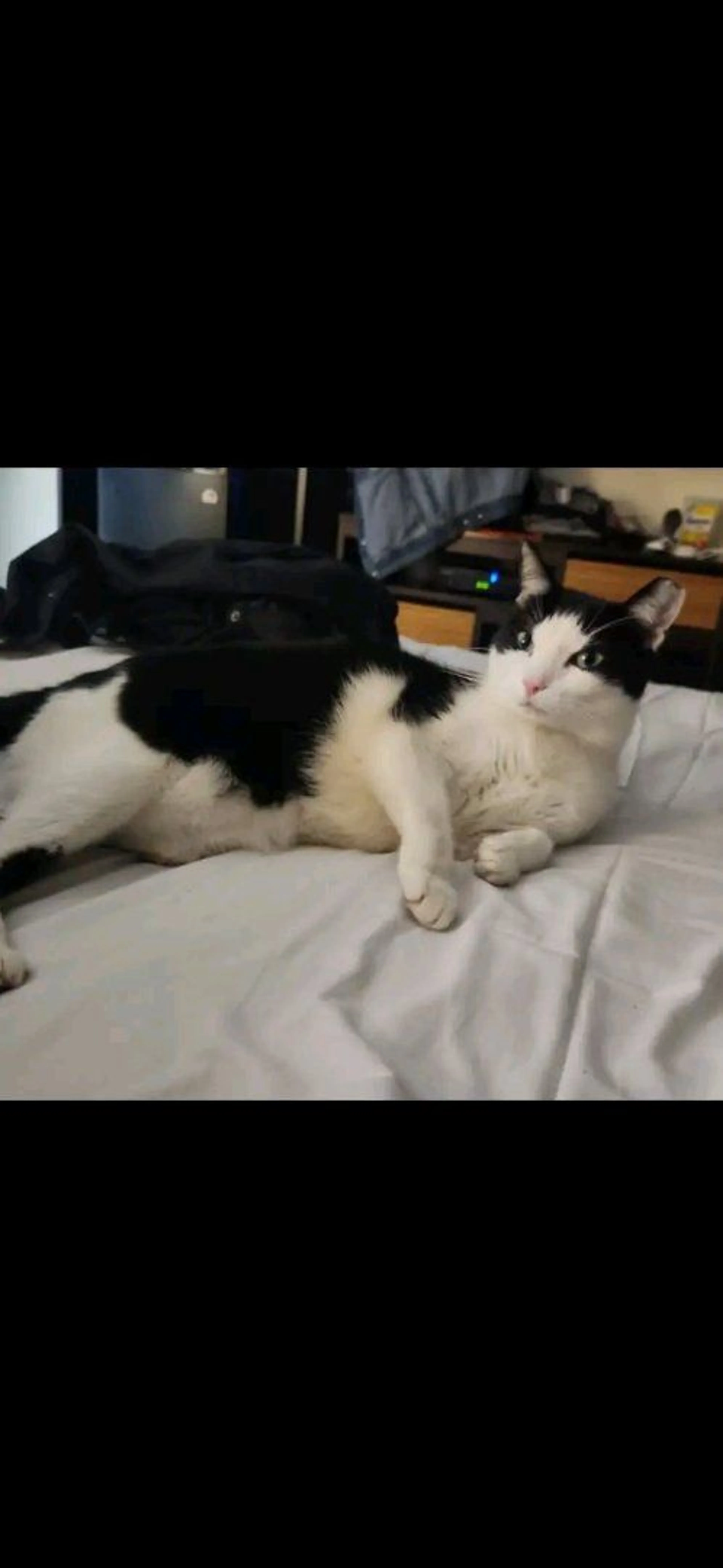 Lost pet-3