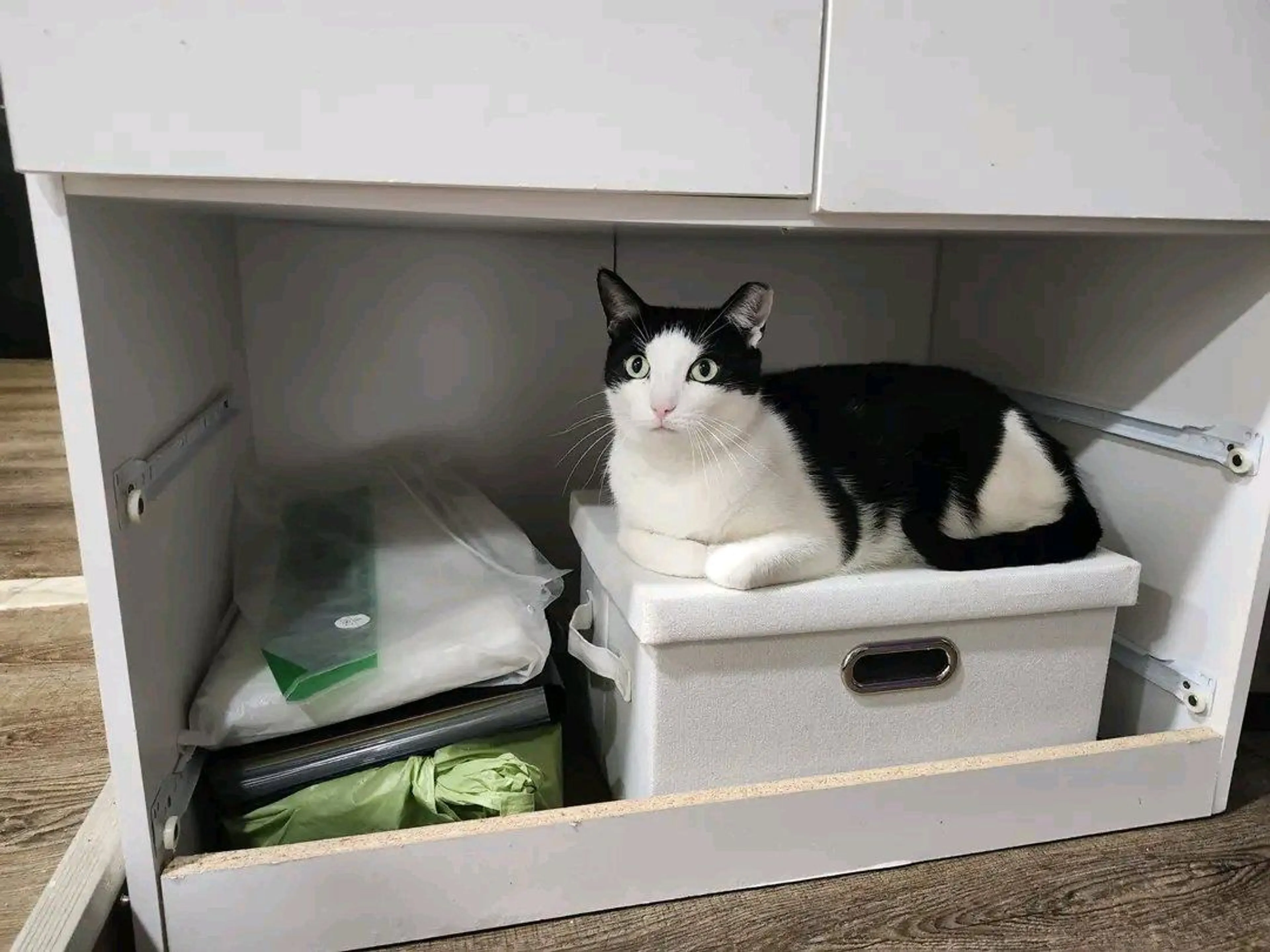 Lost pet-1