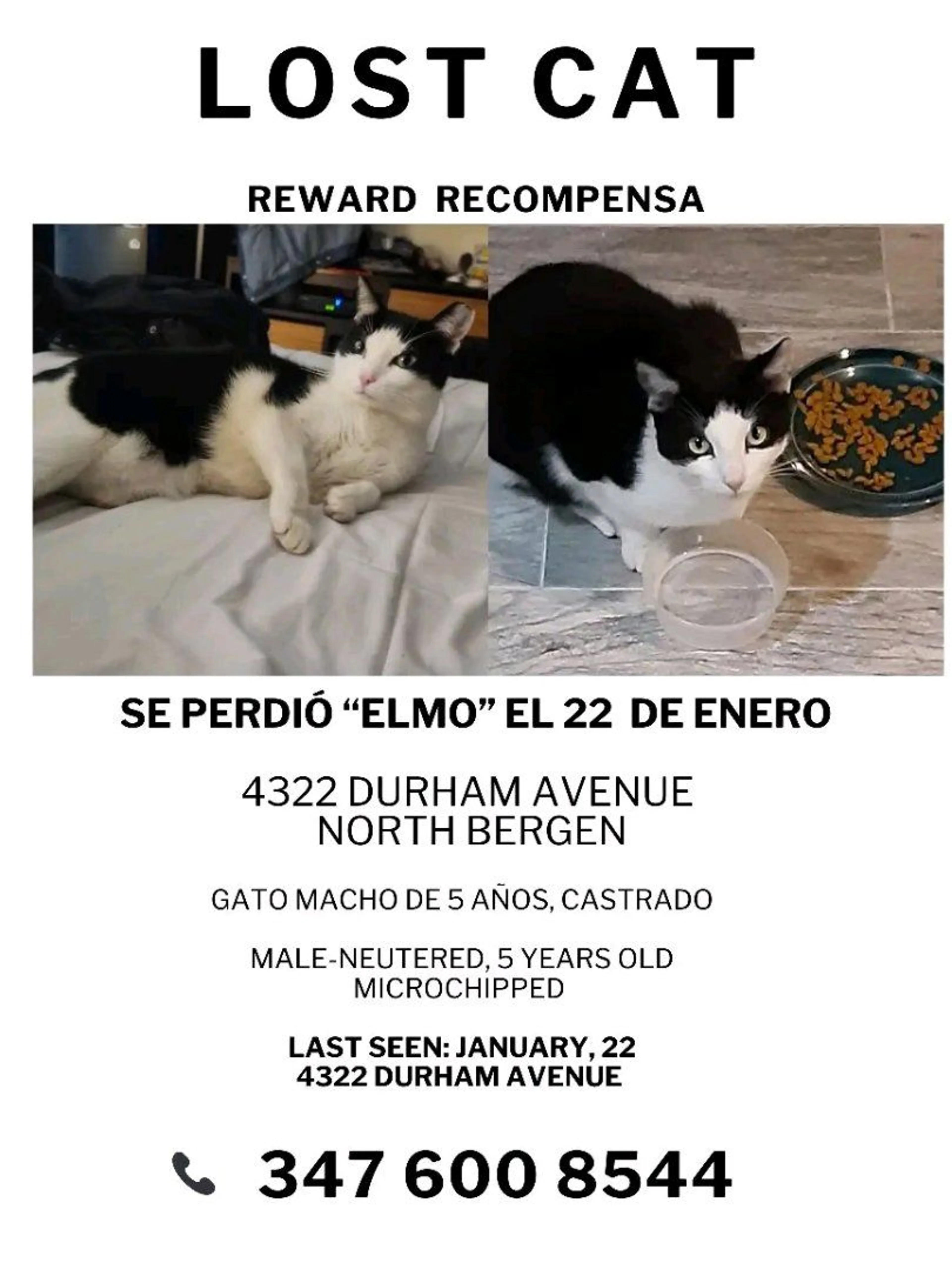Lost pet-0