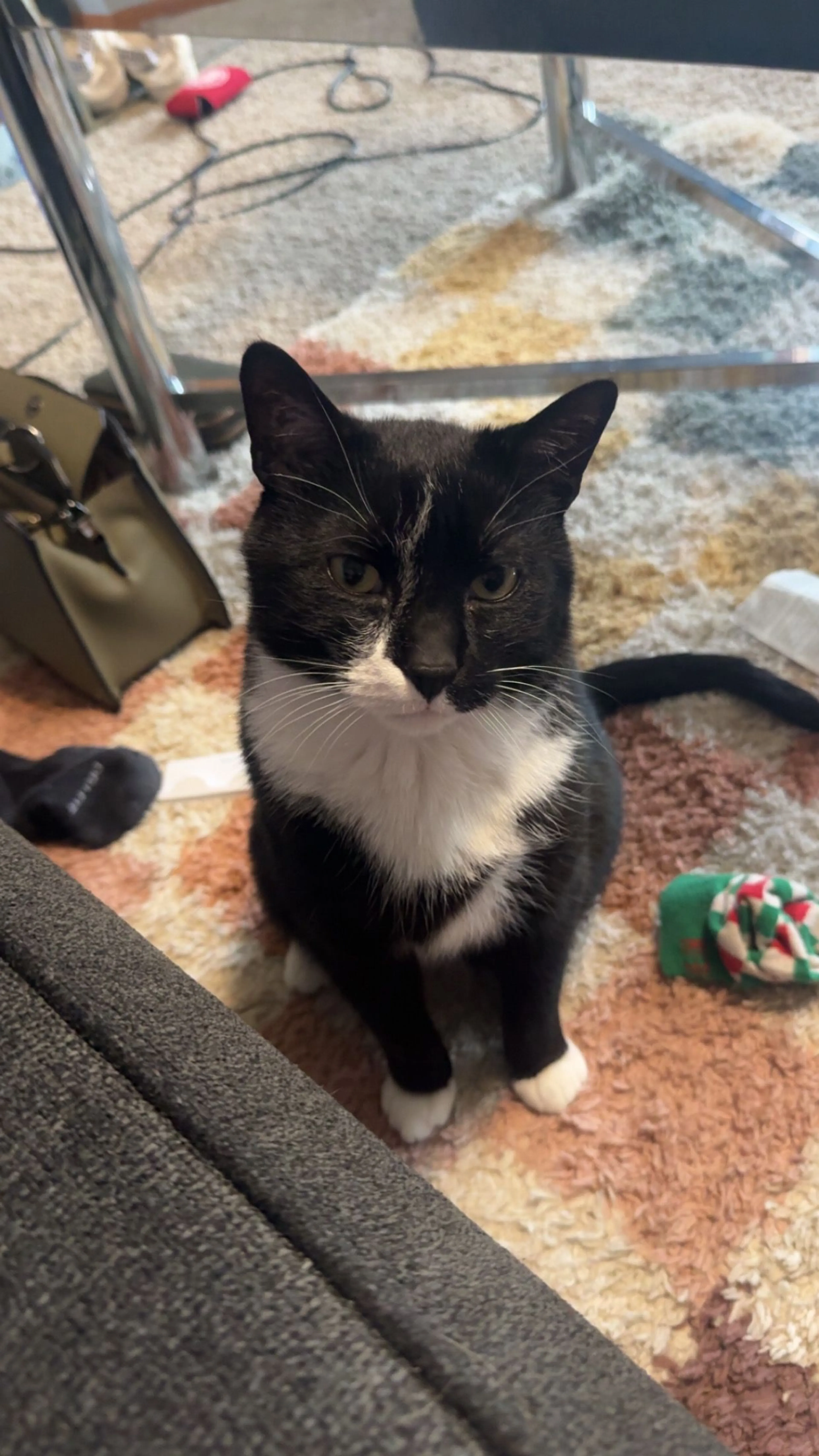 Lost pet-1