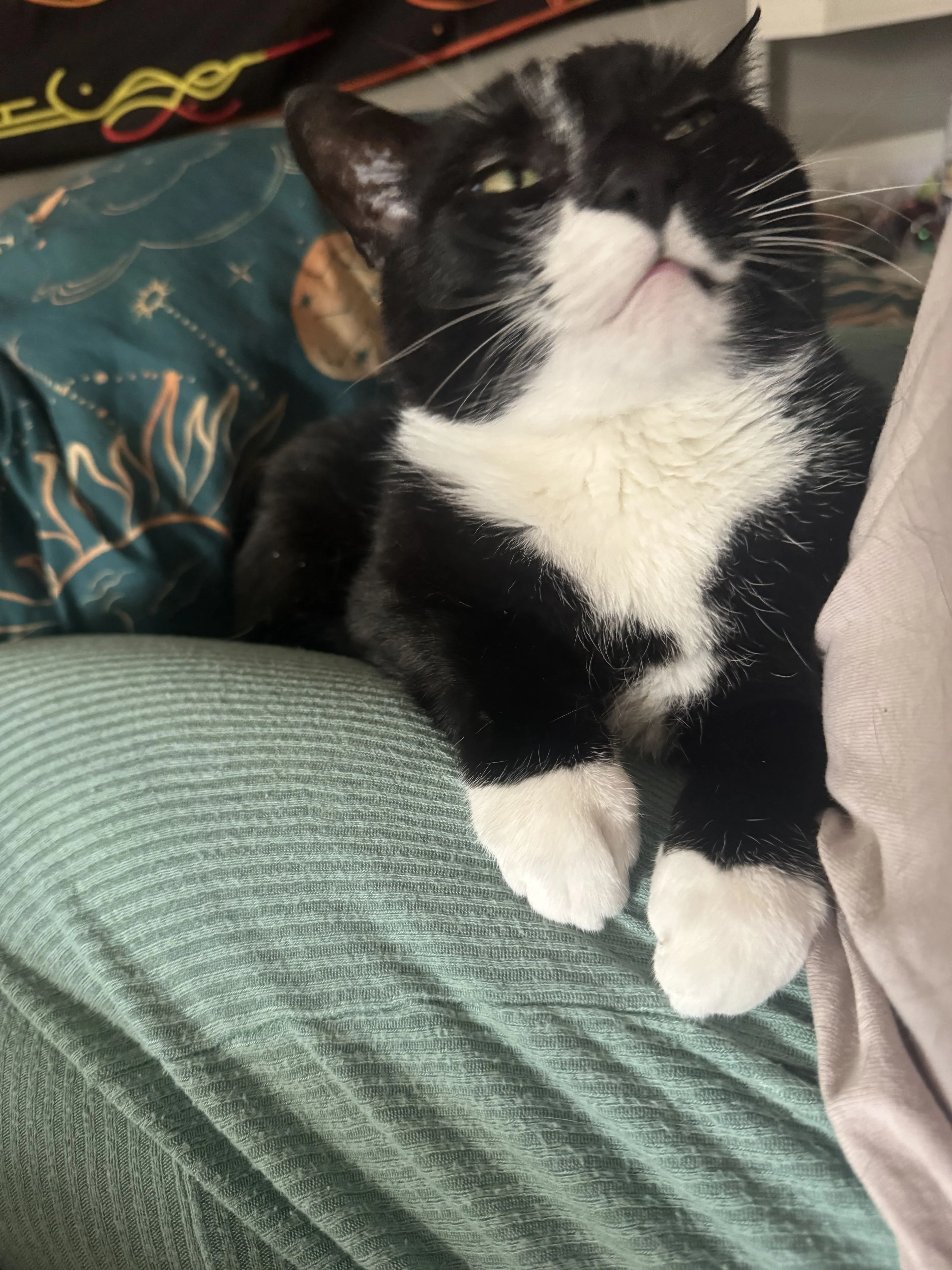 Lost pet-2