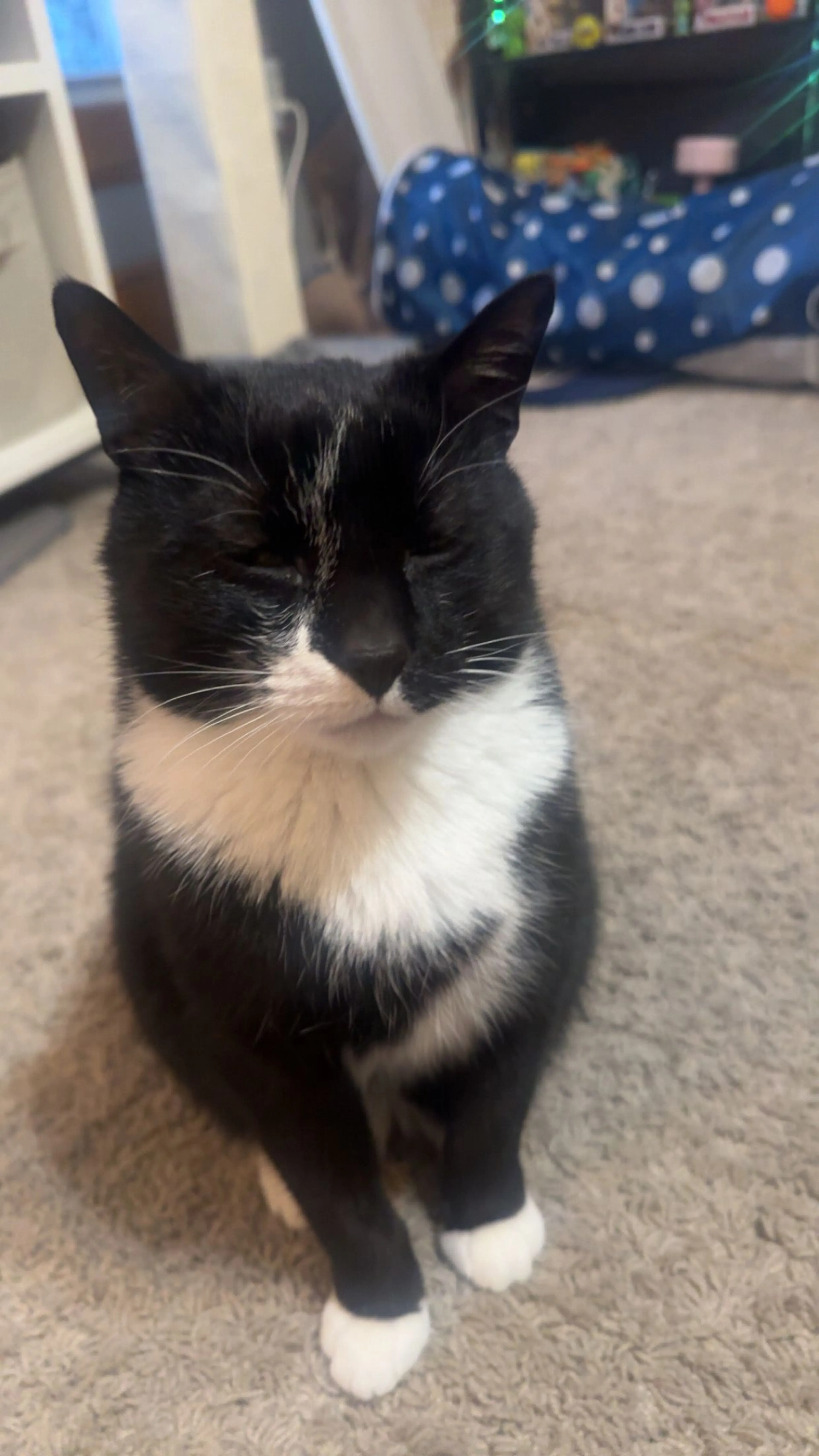 Lost pet-0