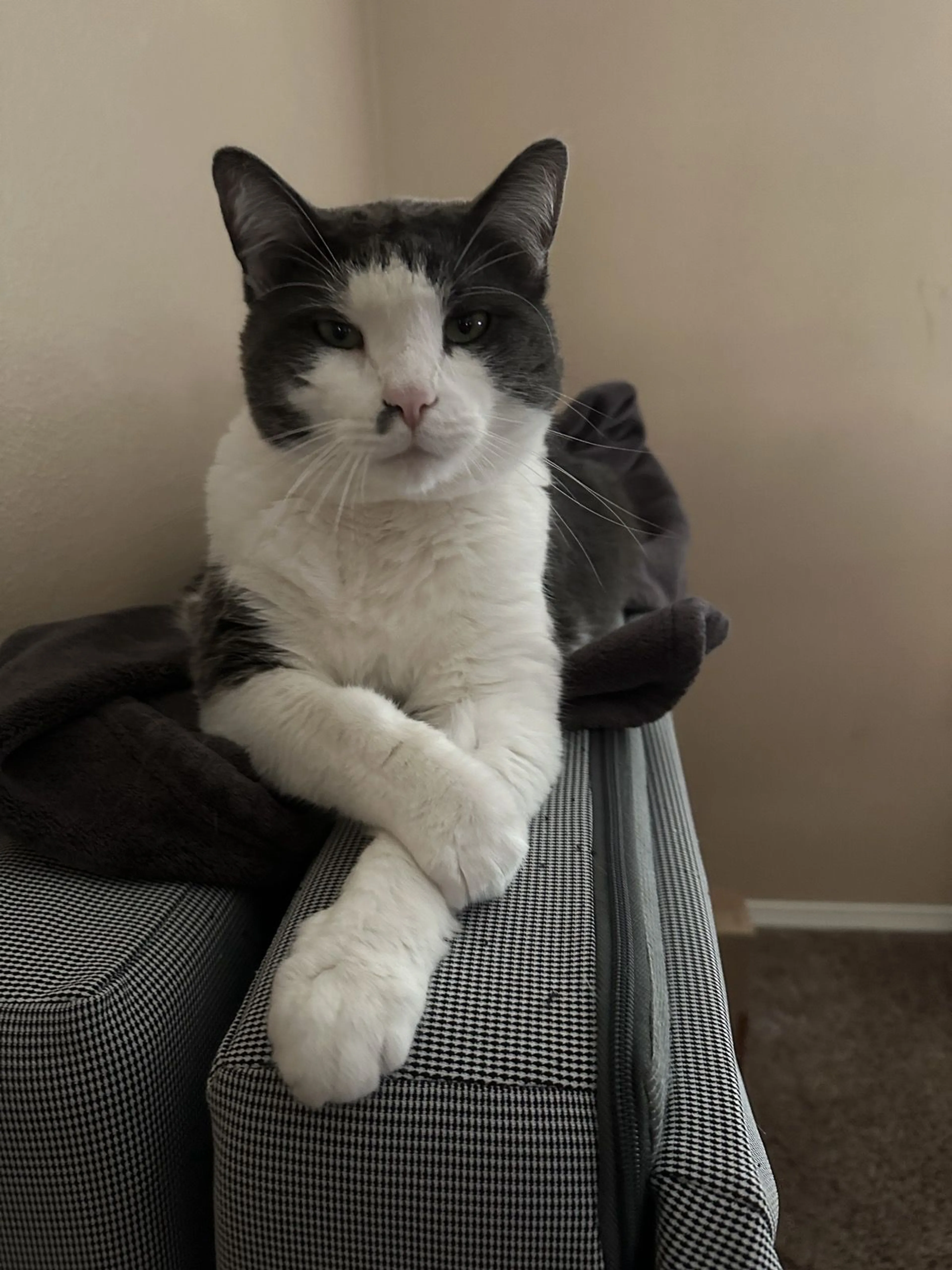 Lost pet