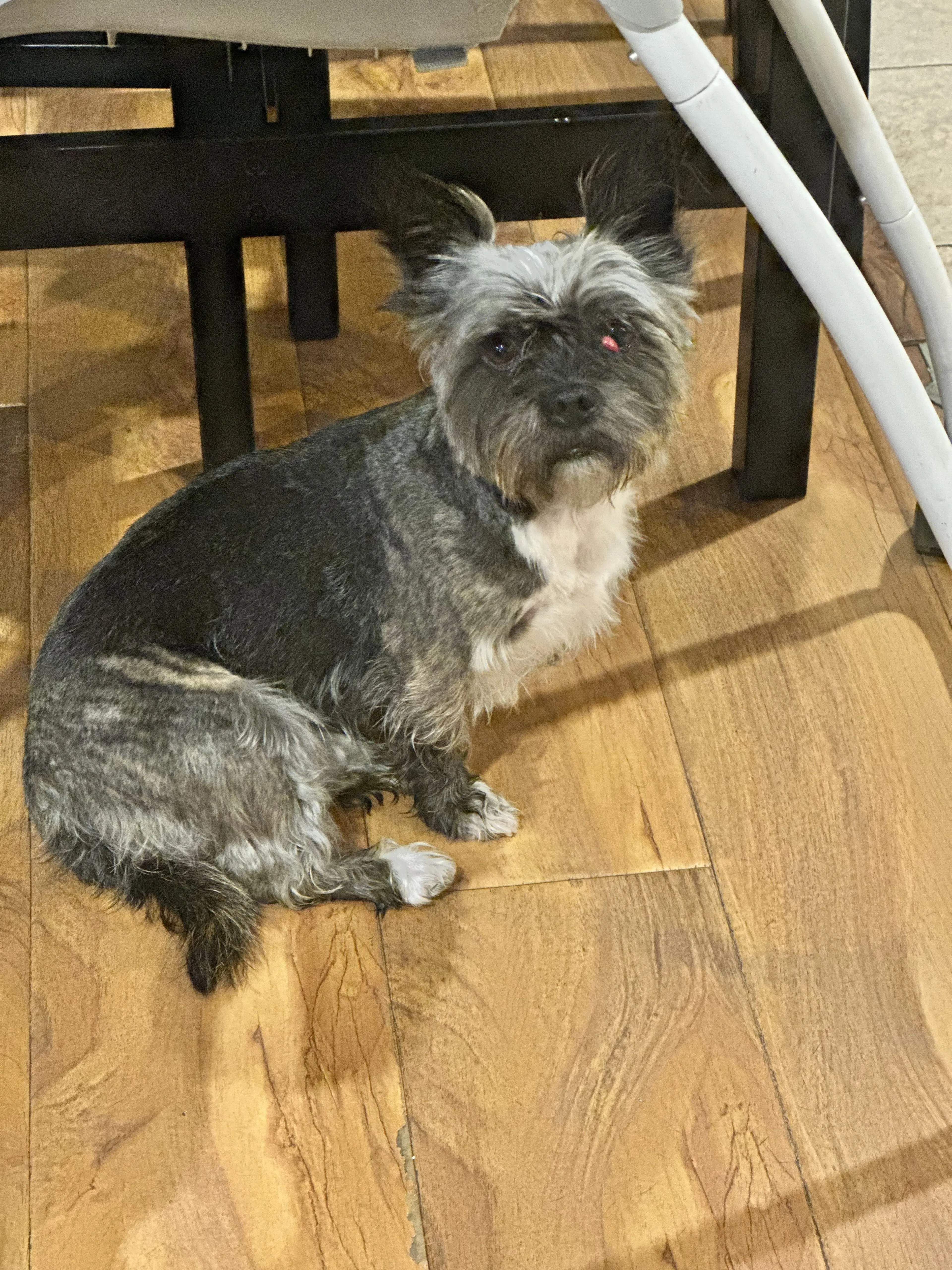 Lost pet-0