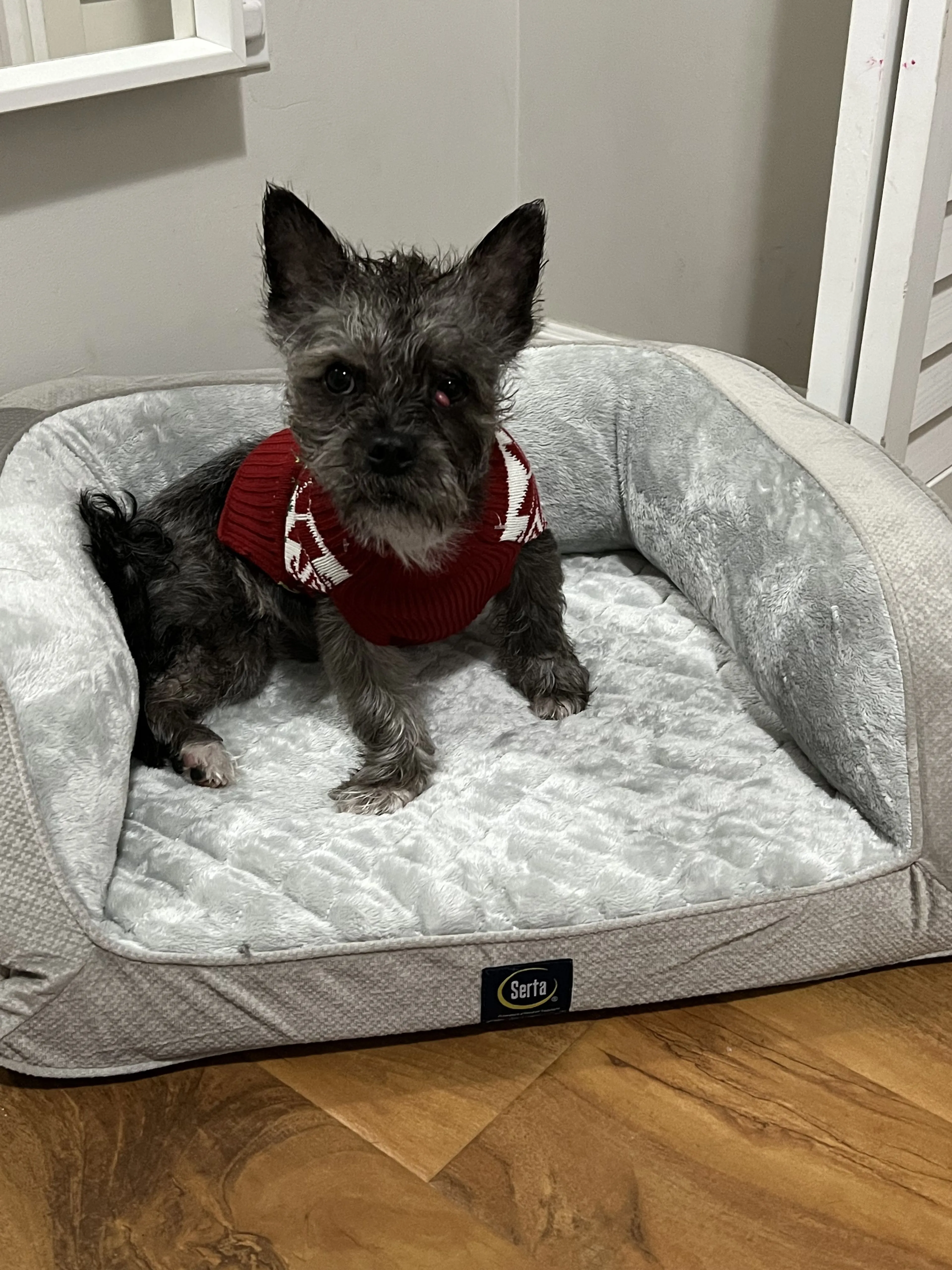 Lost pet-1