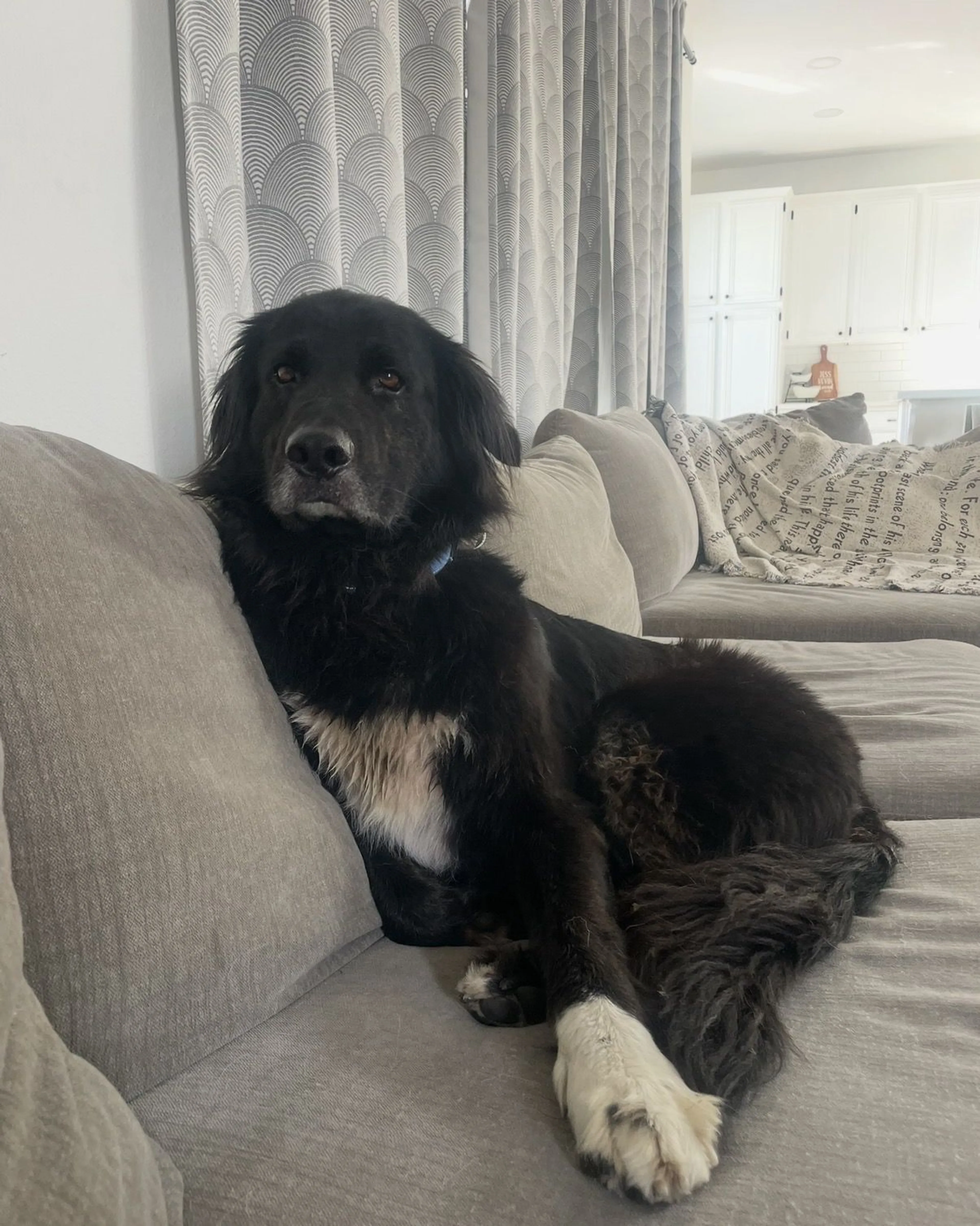 Lost pet