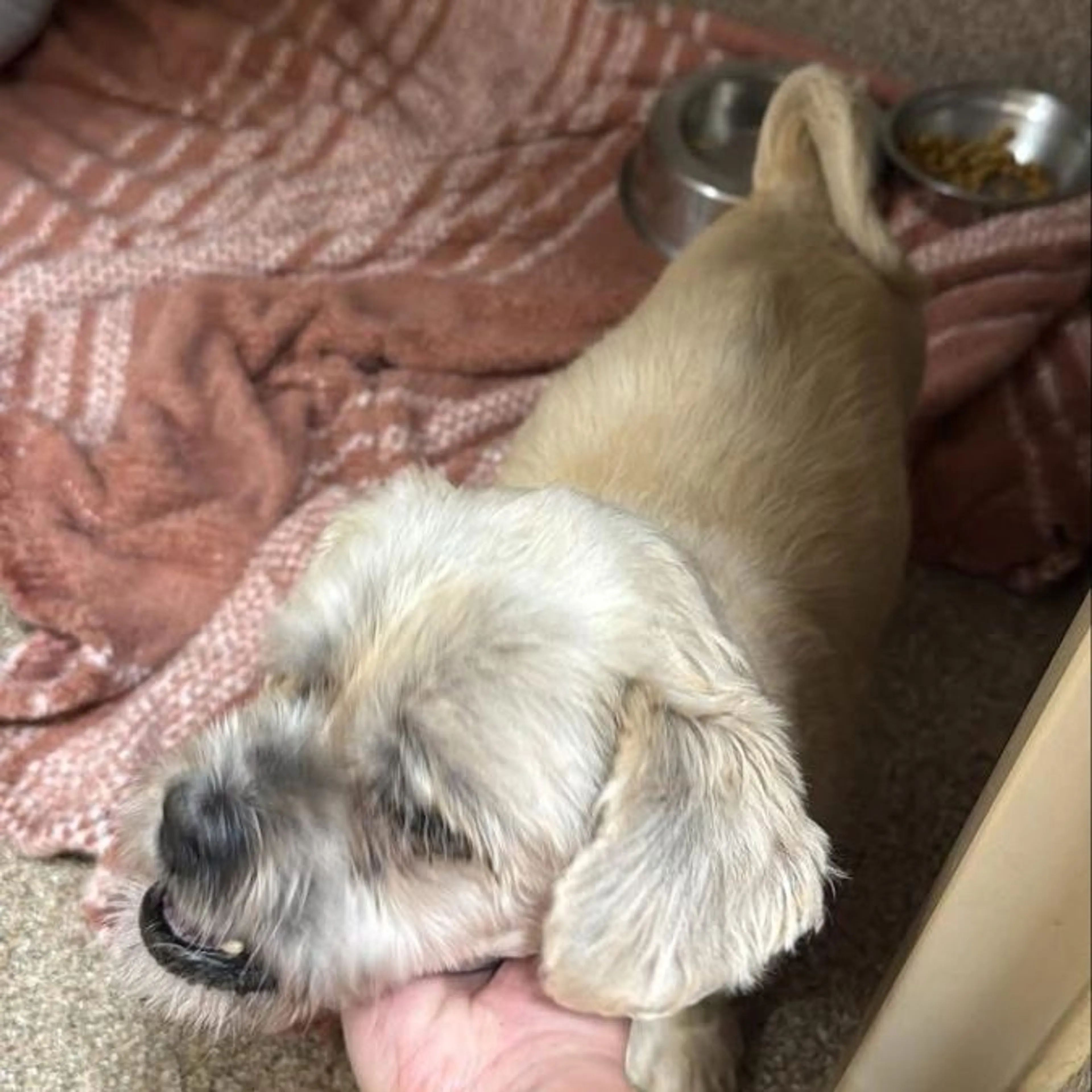 Found pet