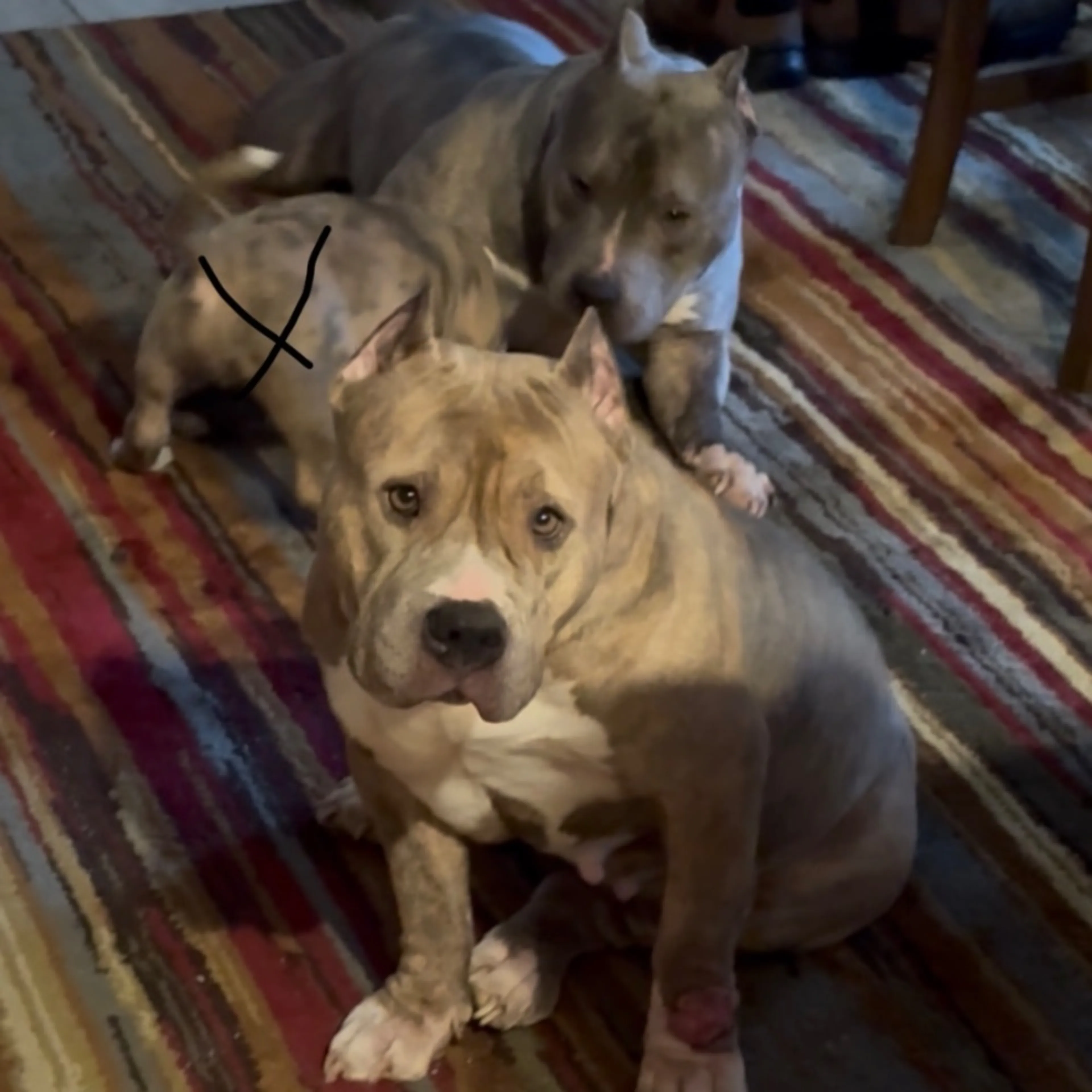 Lost pet