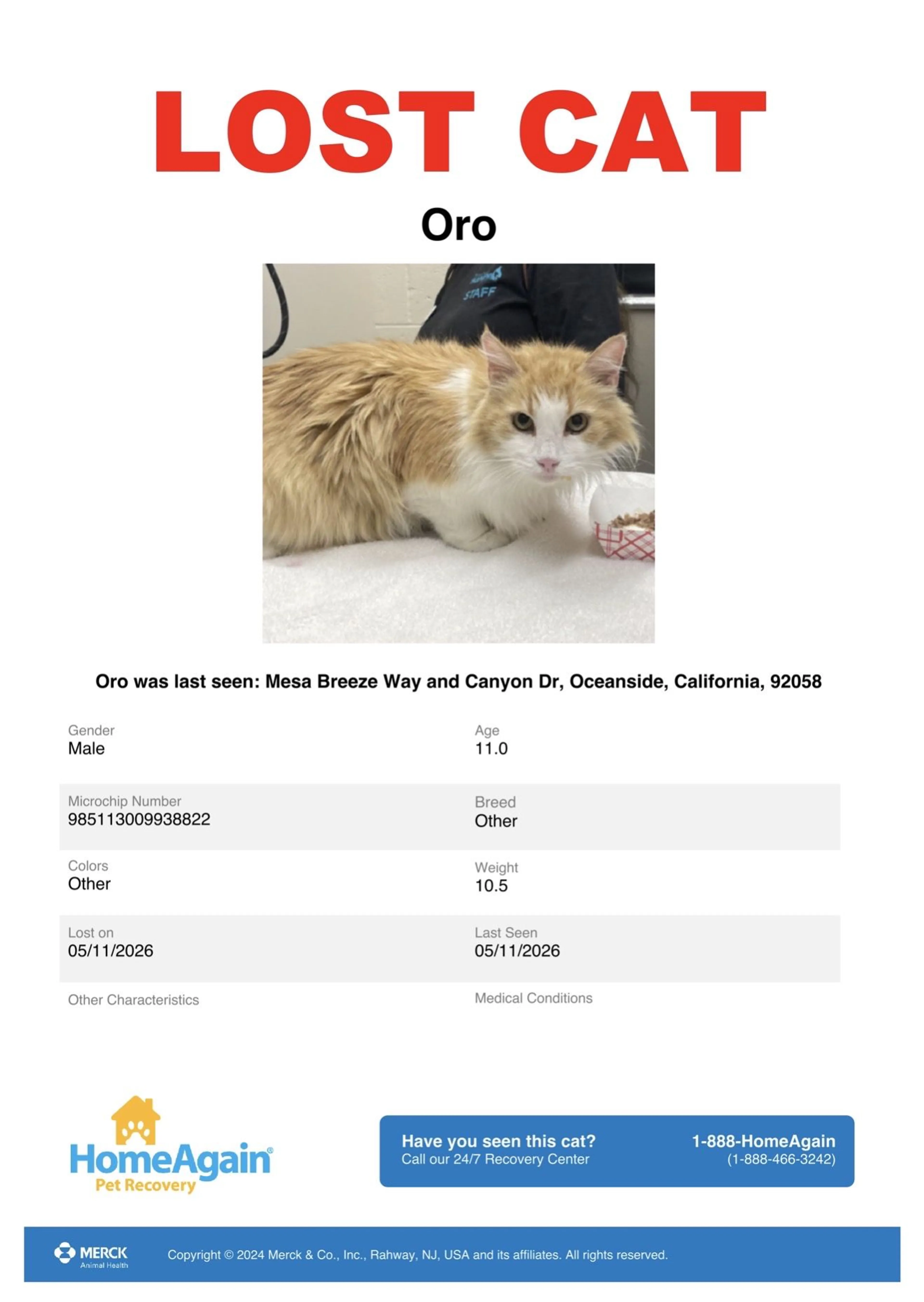 Lost pet