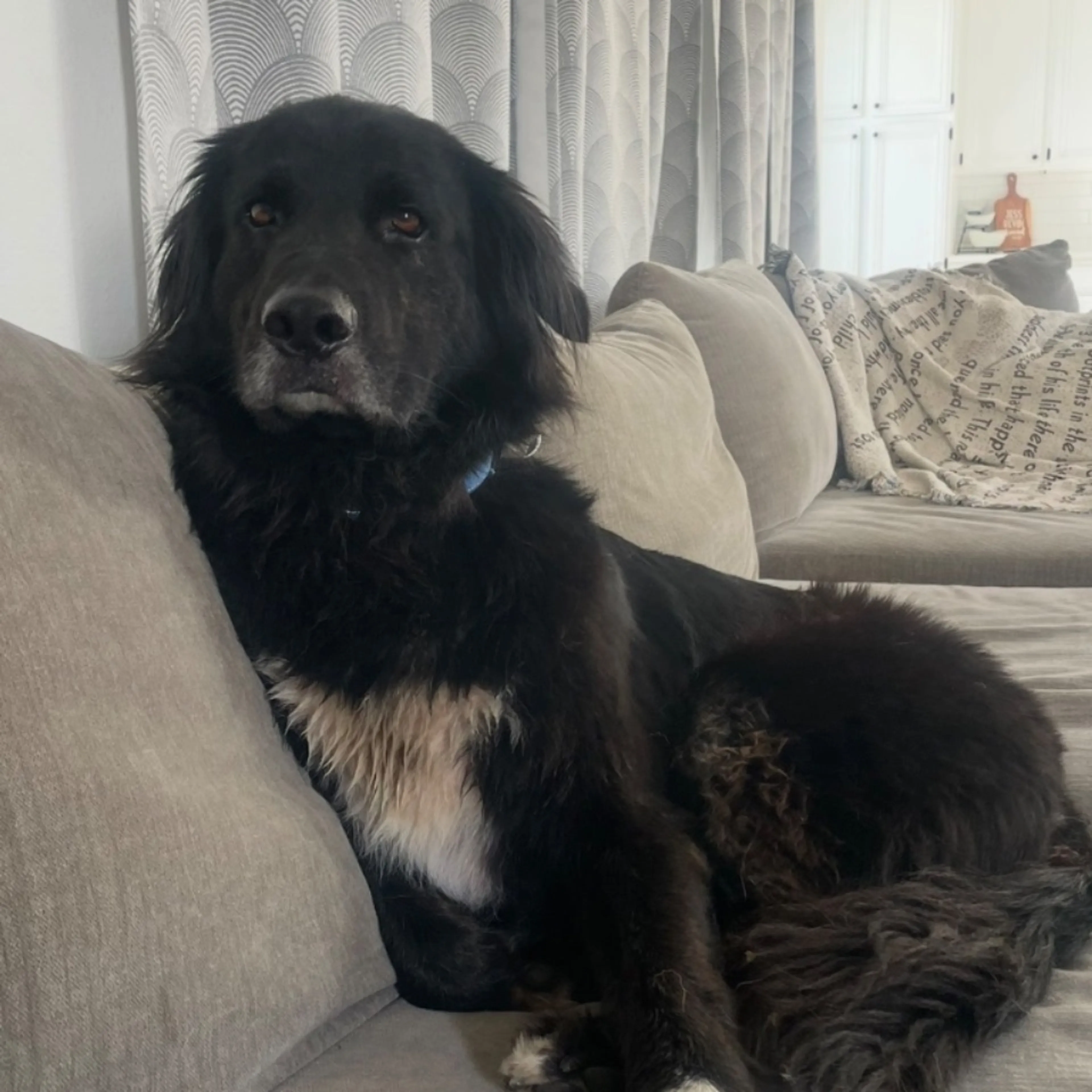 Lost pet