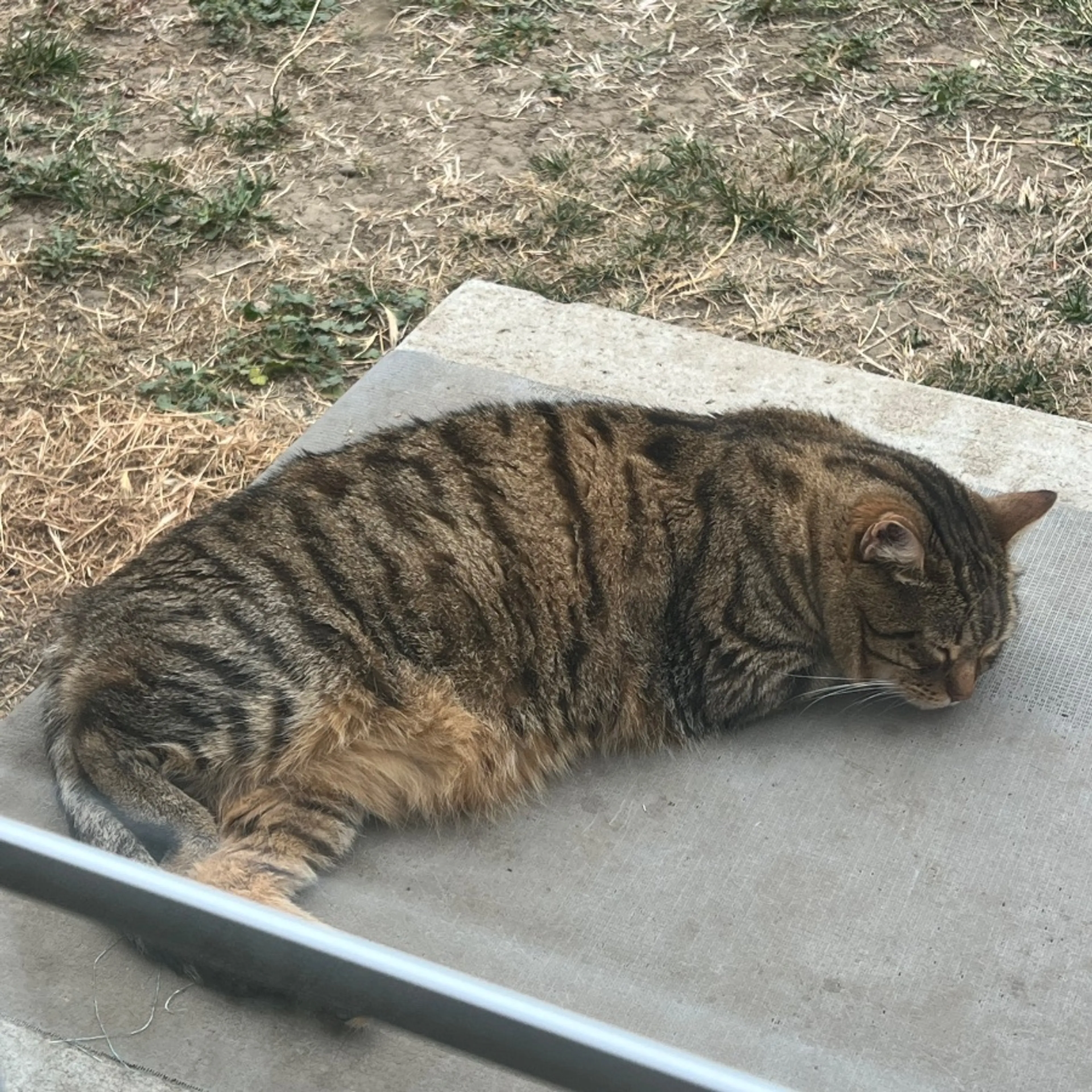 Lost pet