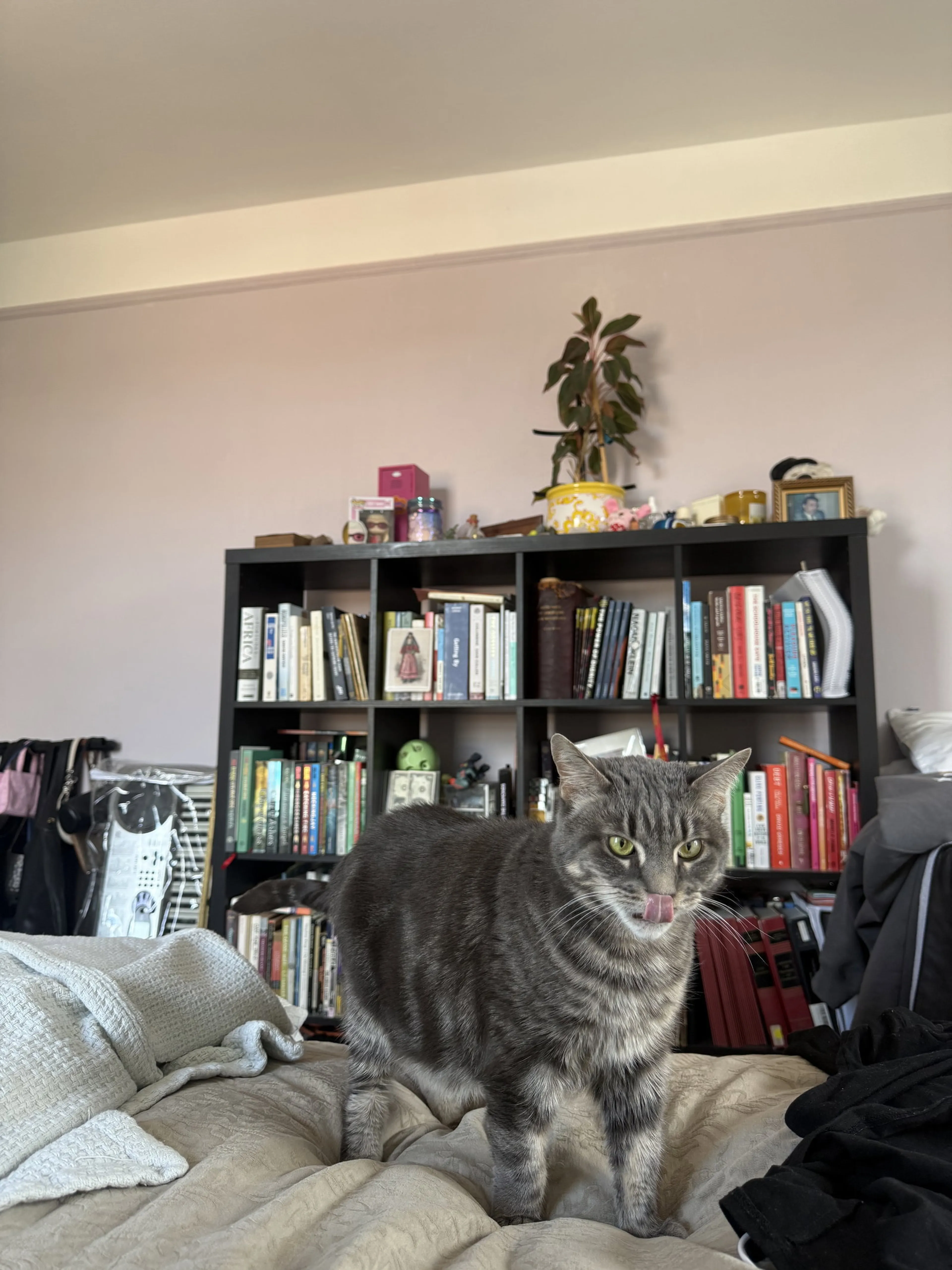 Found pet-1