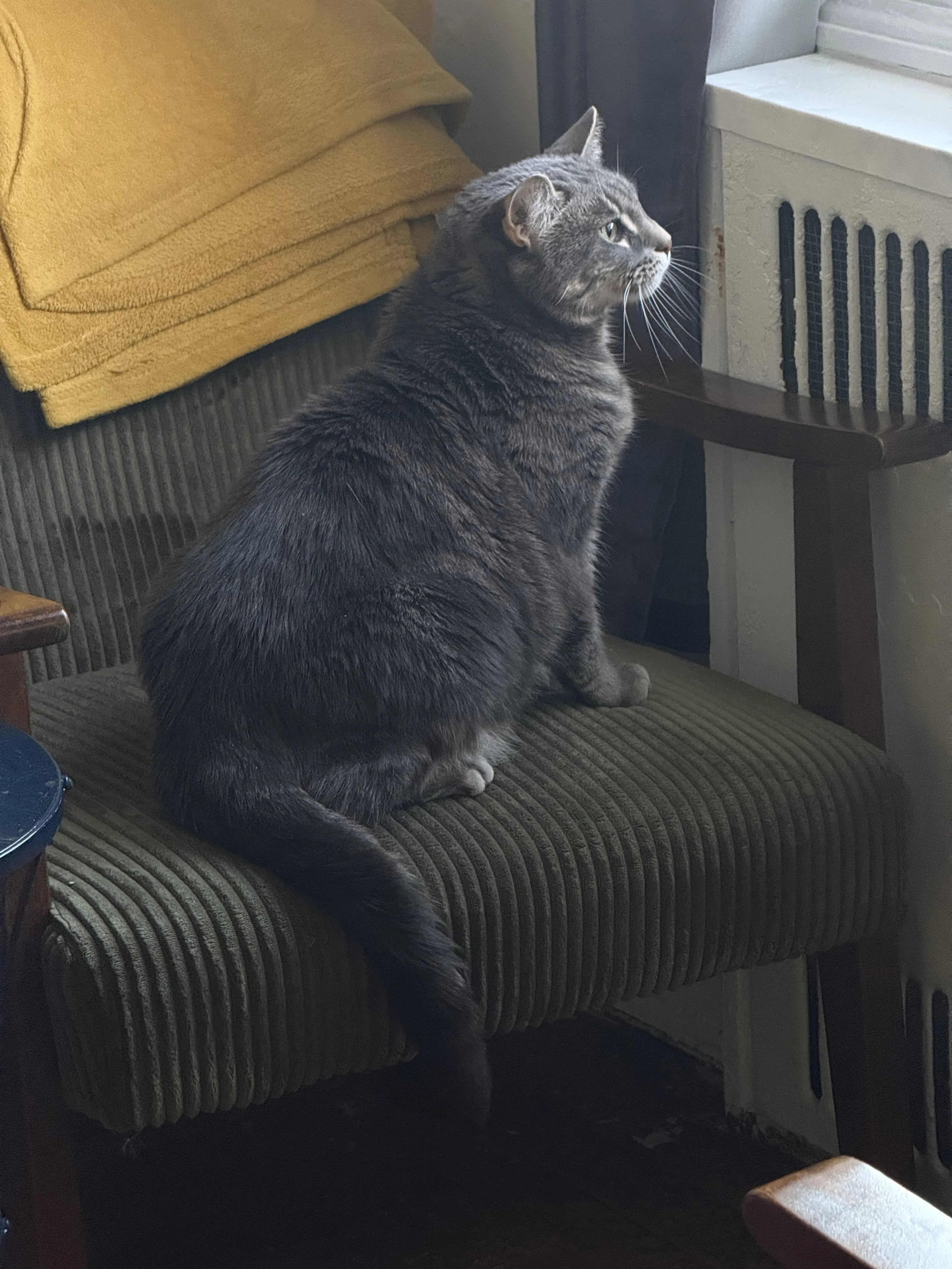 Found pet-2