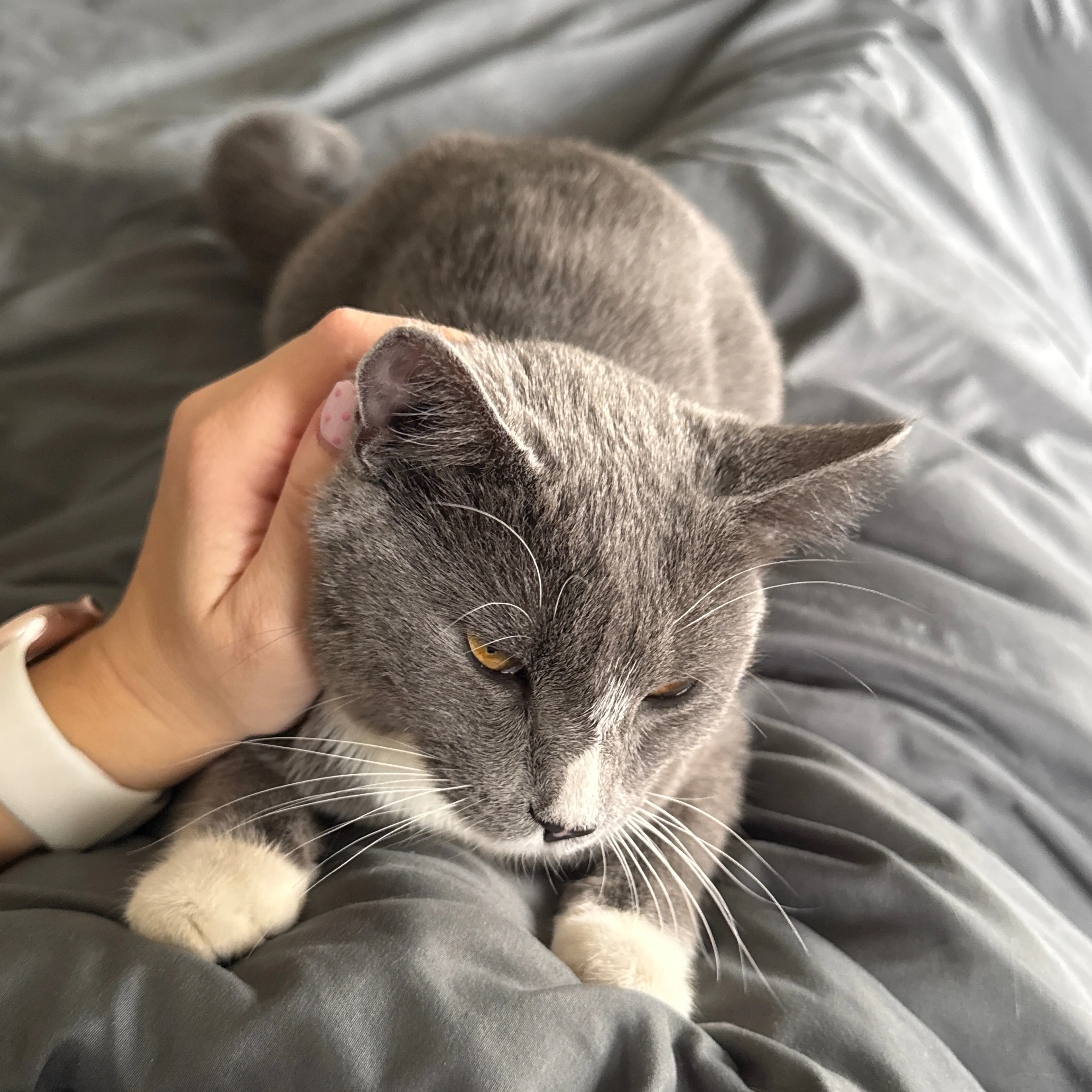 Lost pet-2