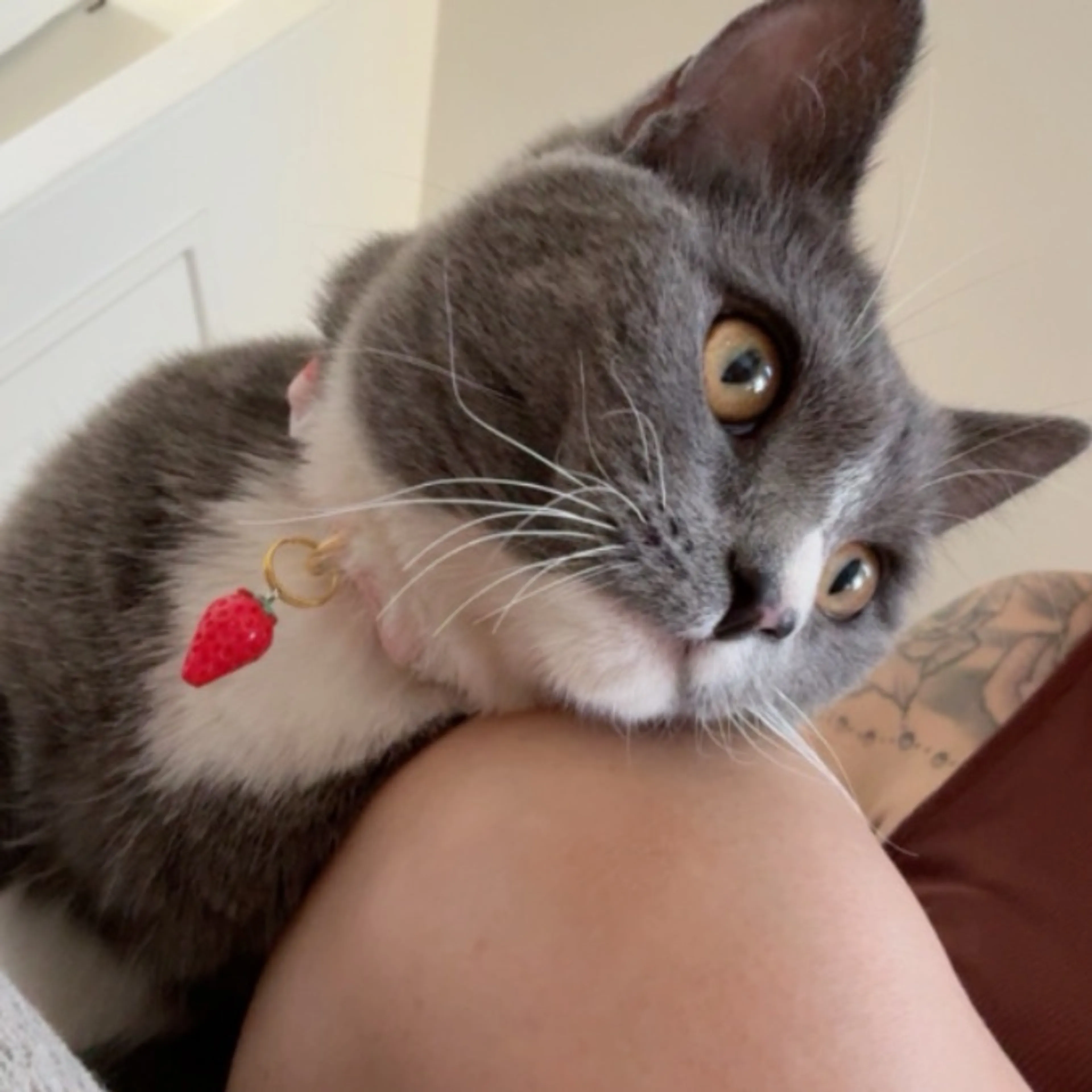 Lost pet-0