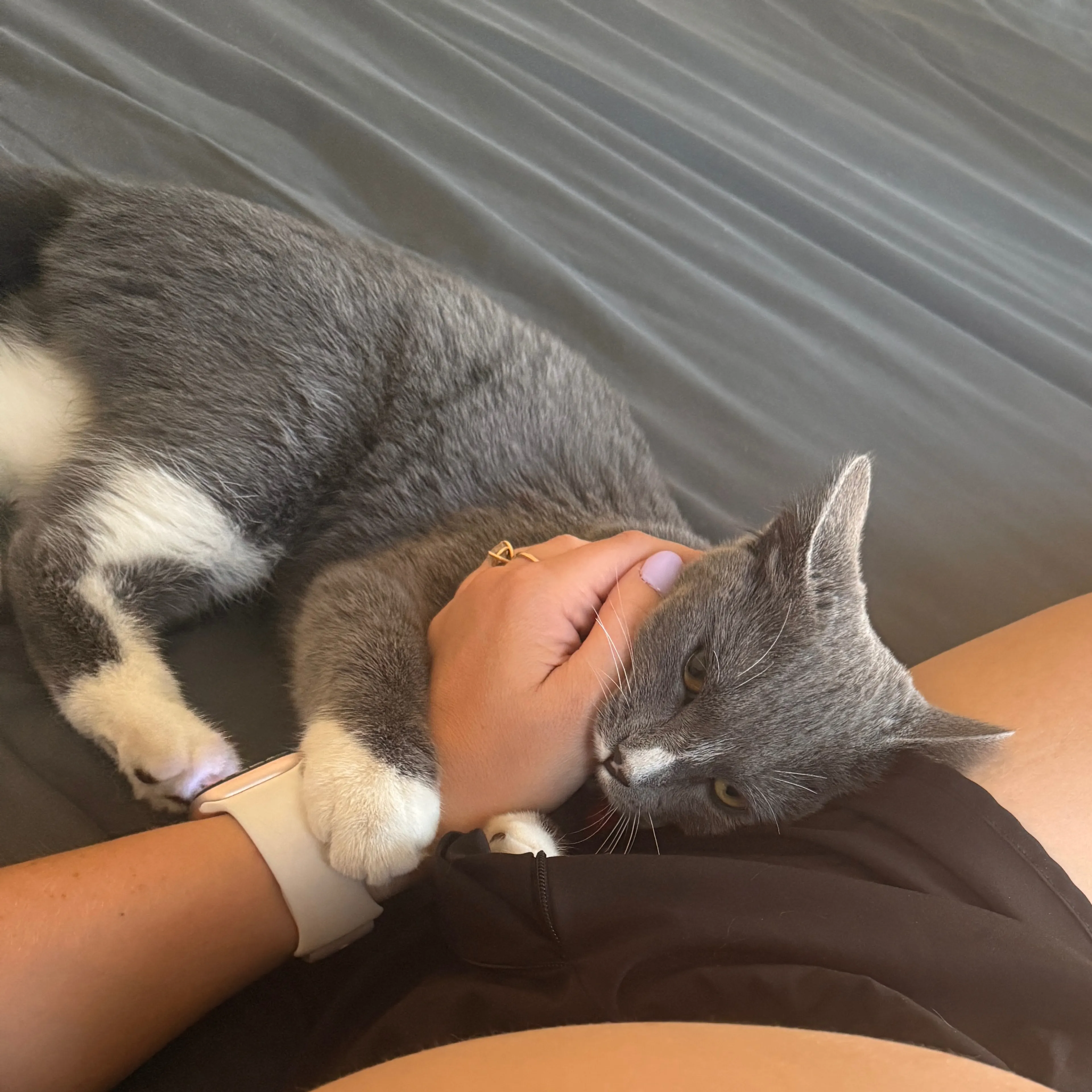 Lost pet-1