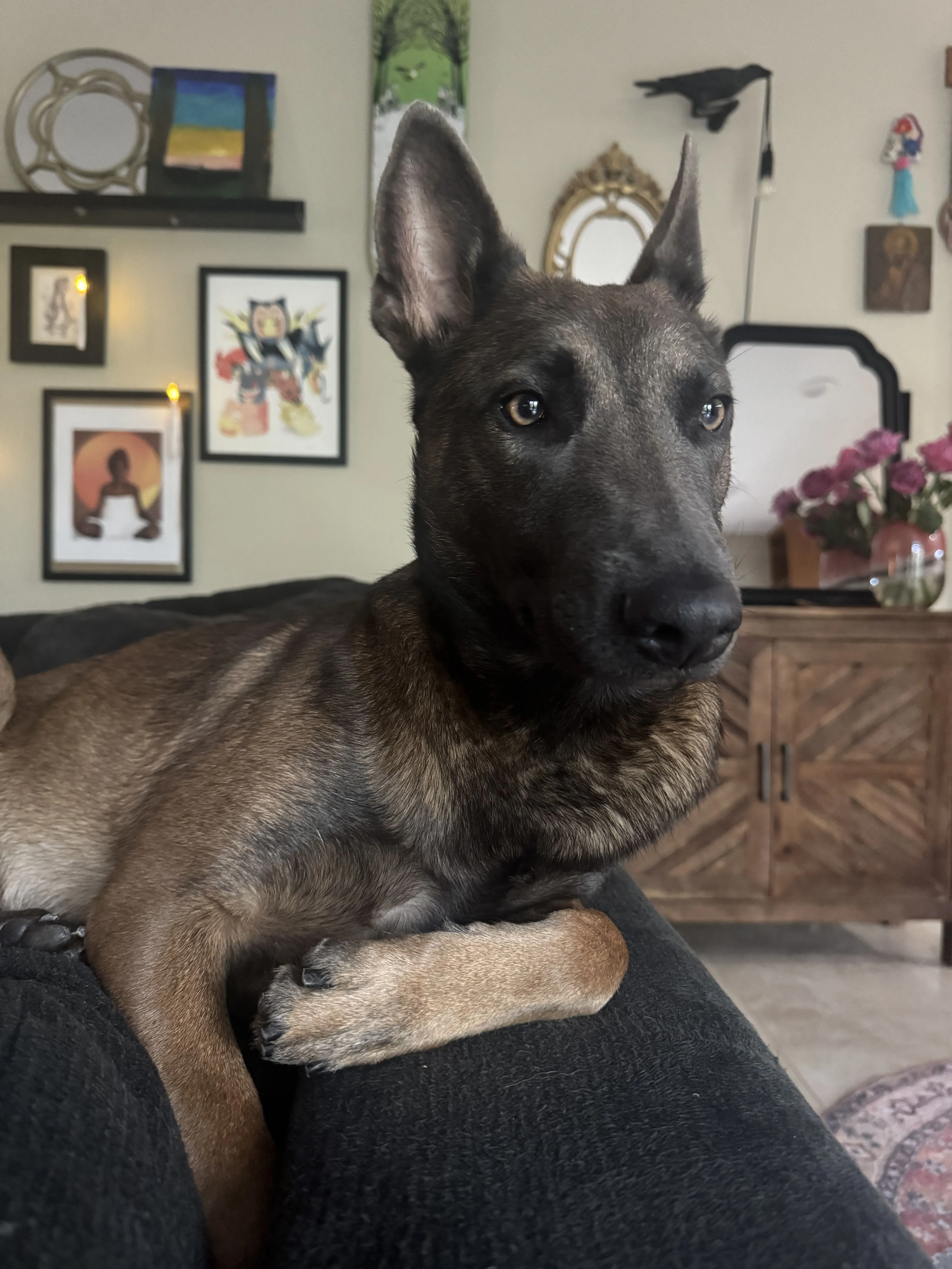 Lost pet
