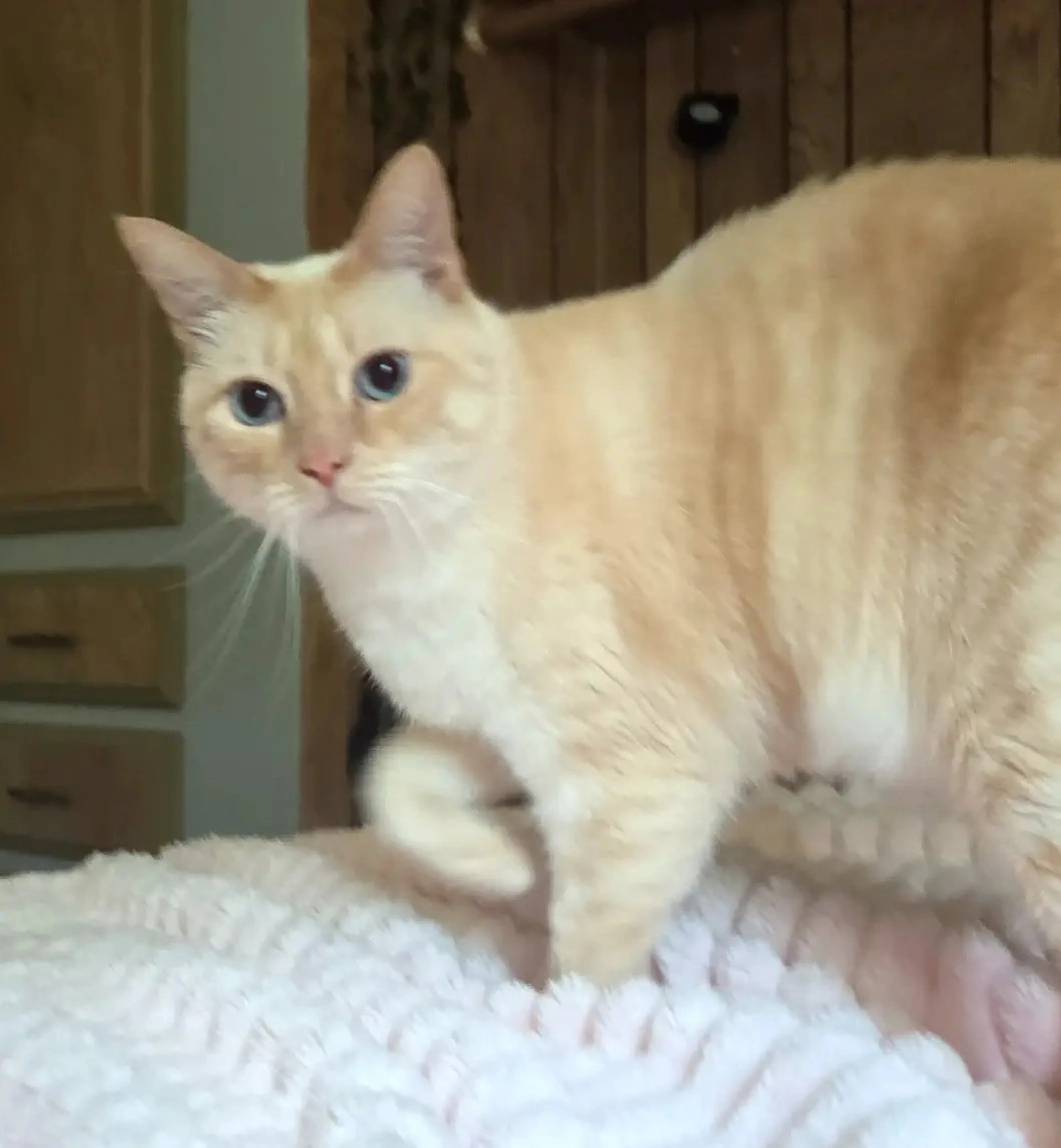 Found pet-0
