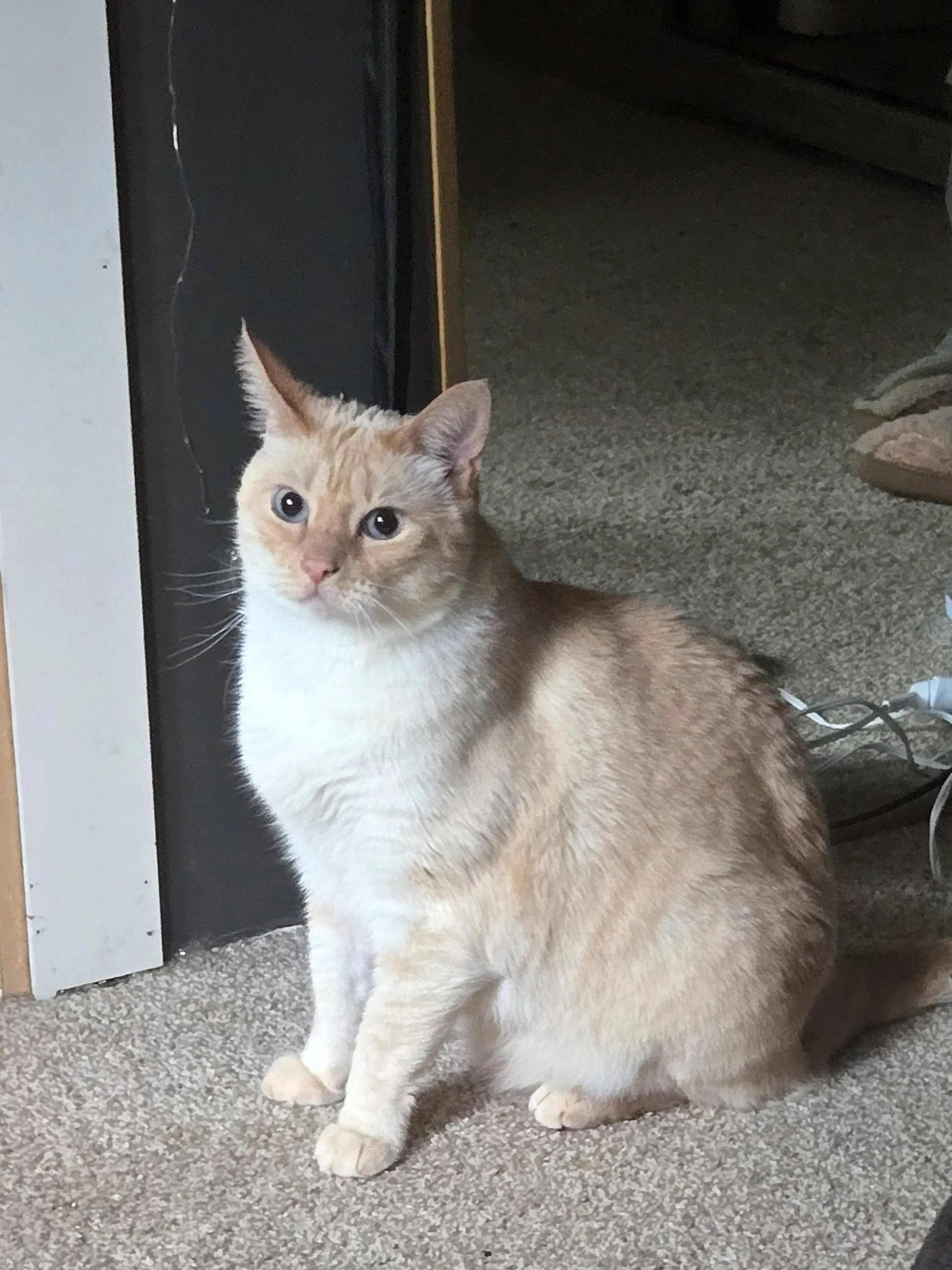 Found pet-1