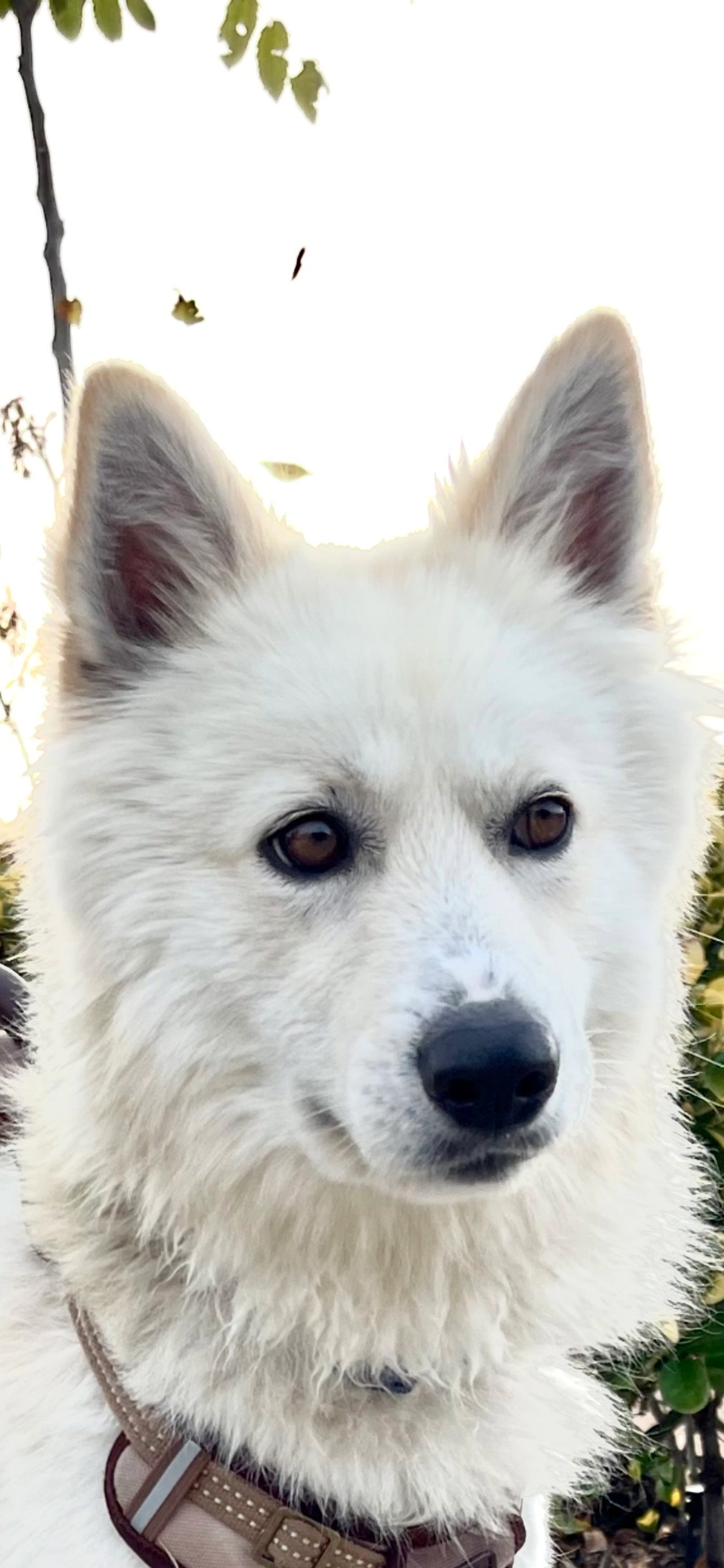 Found pet-1