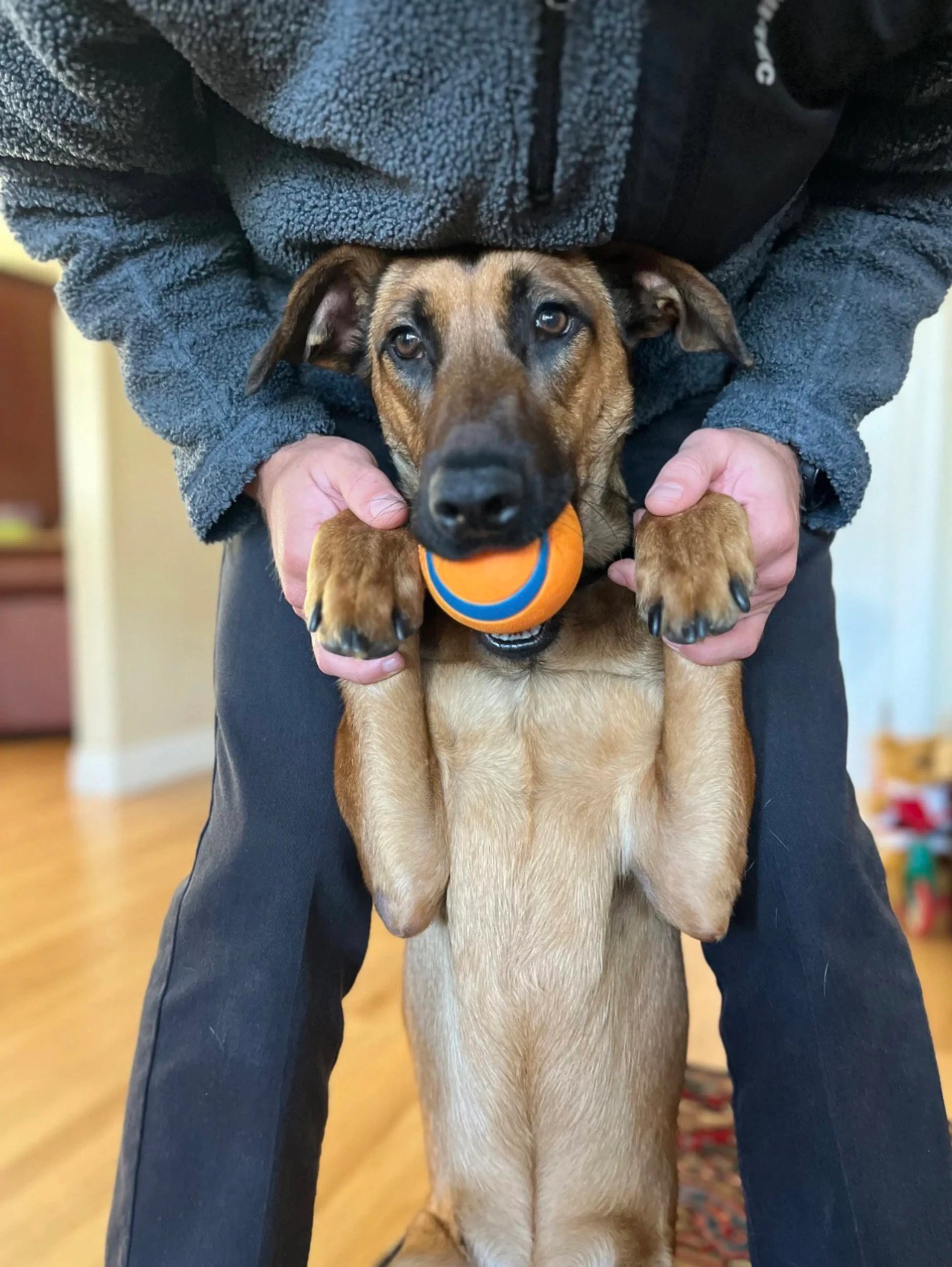 Found pet-1