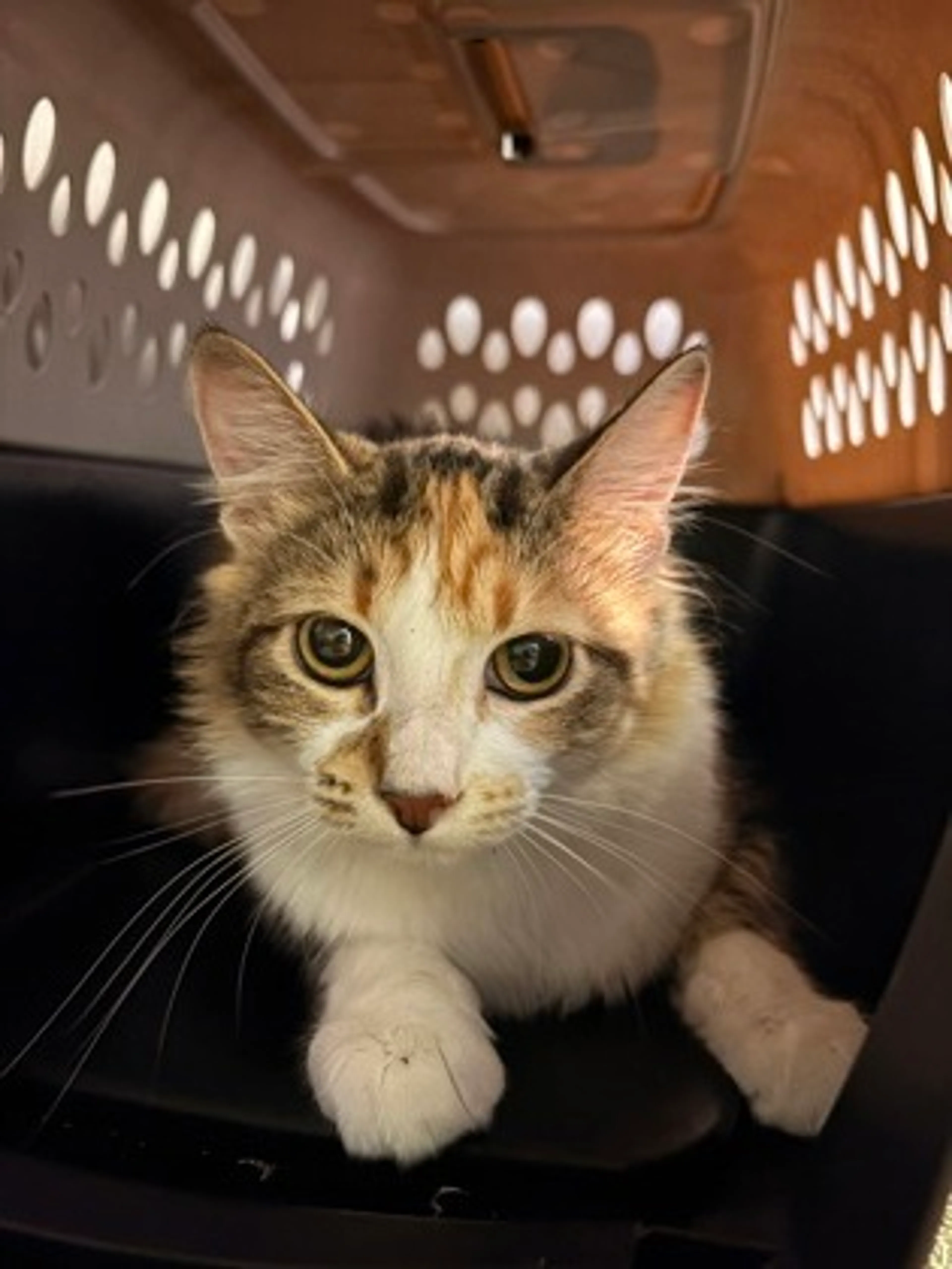 Found pet-2