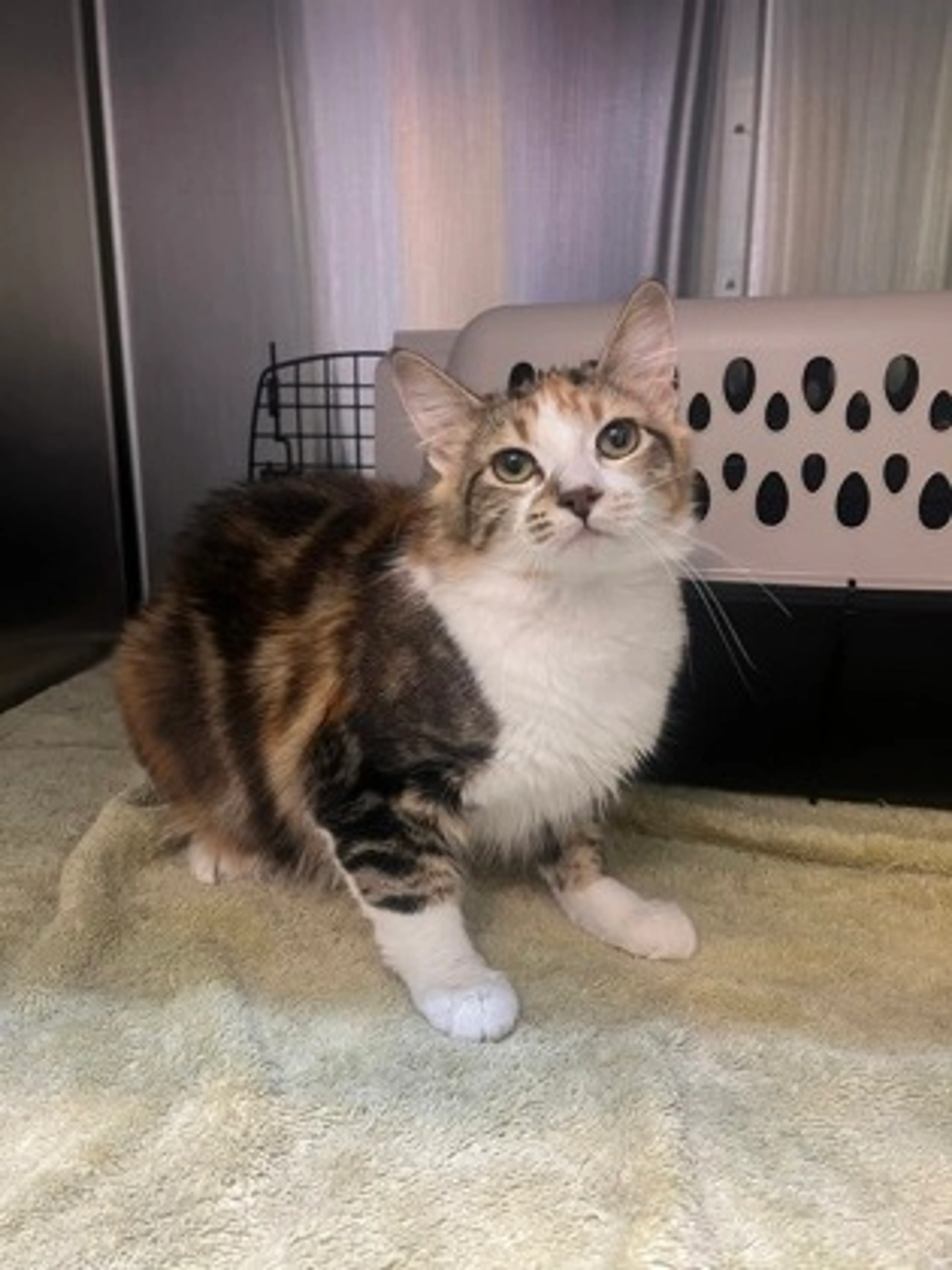 Found pet-1