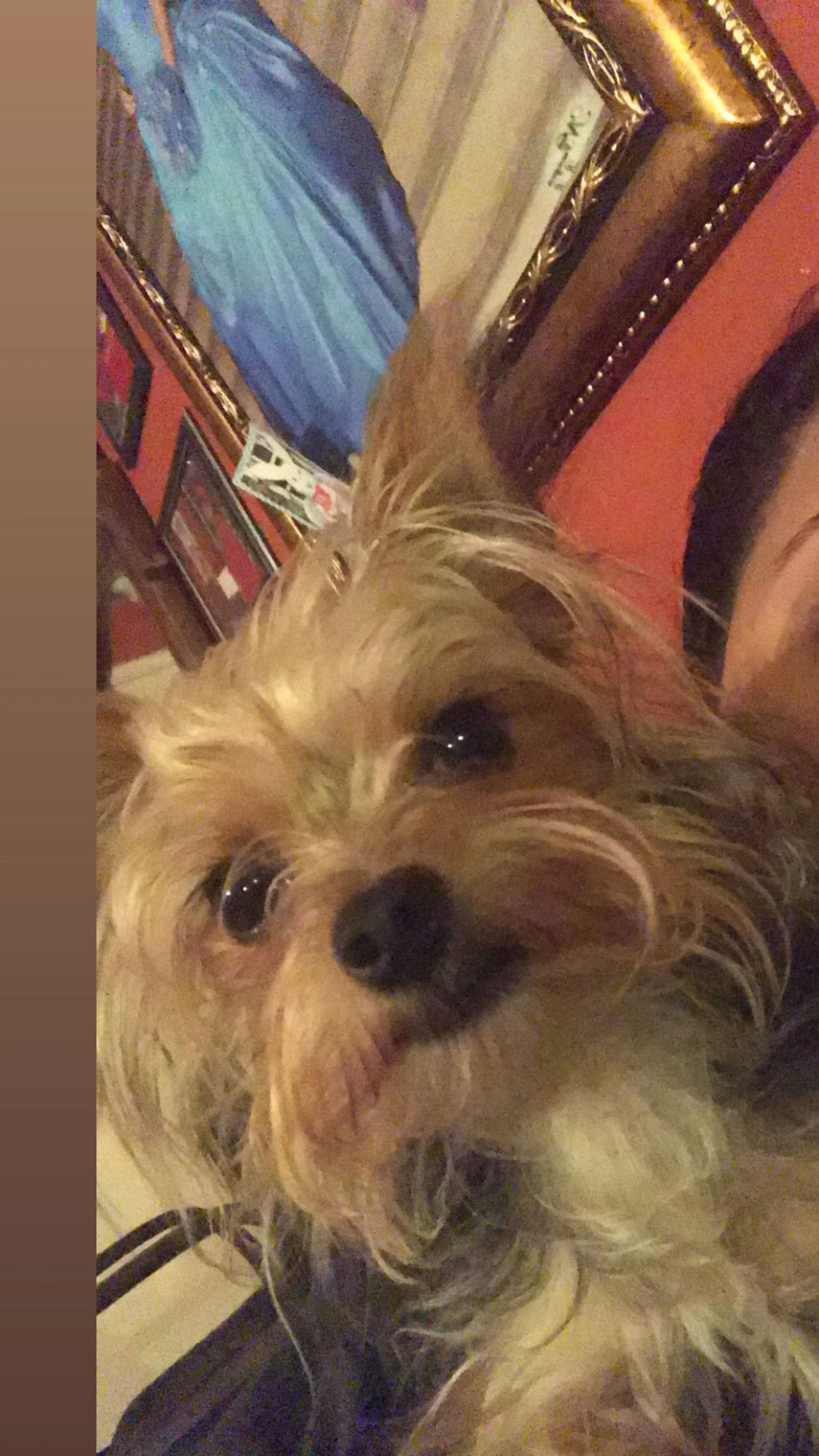 Lost pet